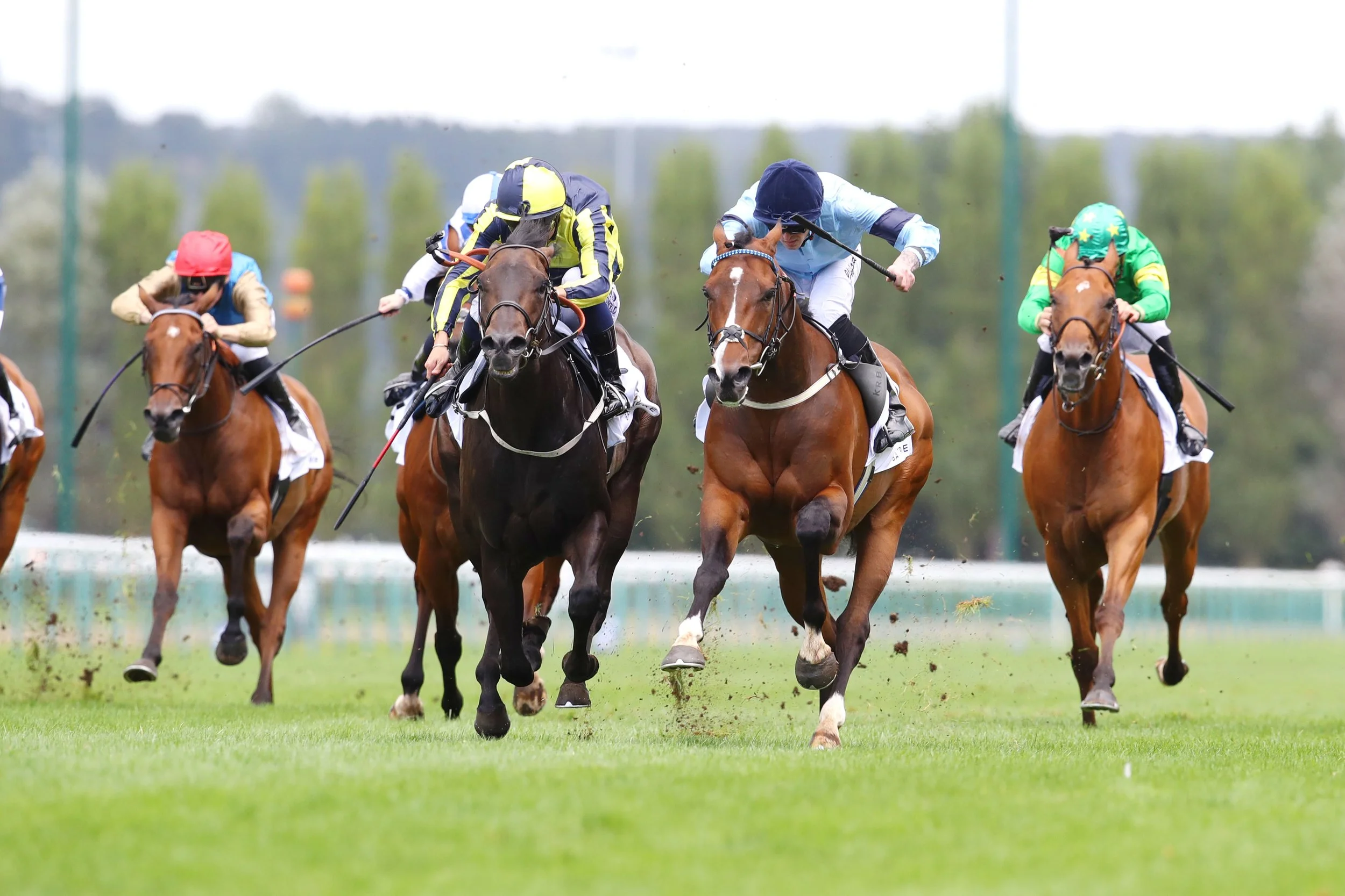 Older Horses — Highclere Thoroughbred Racing
