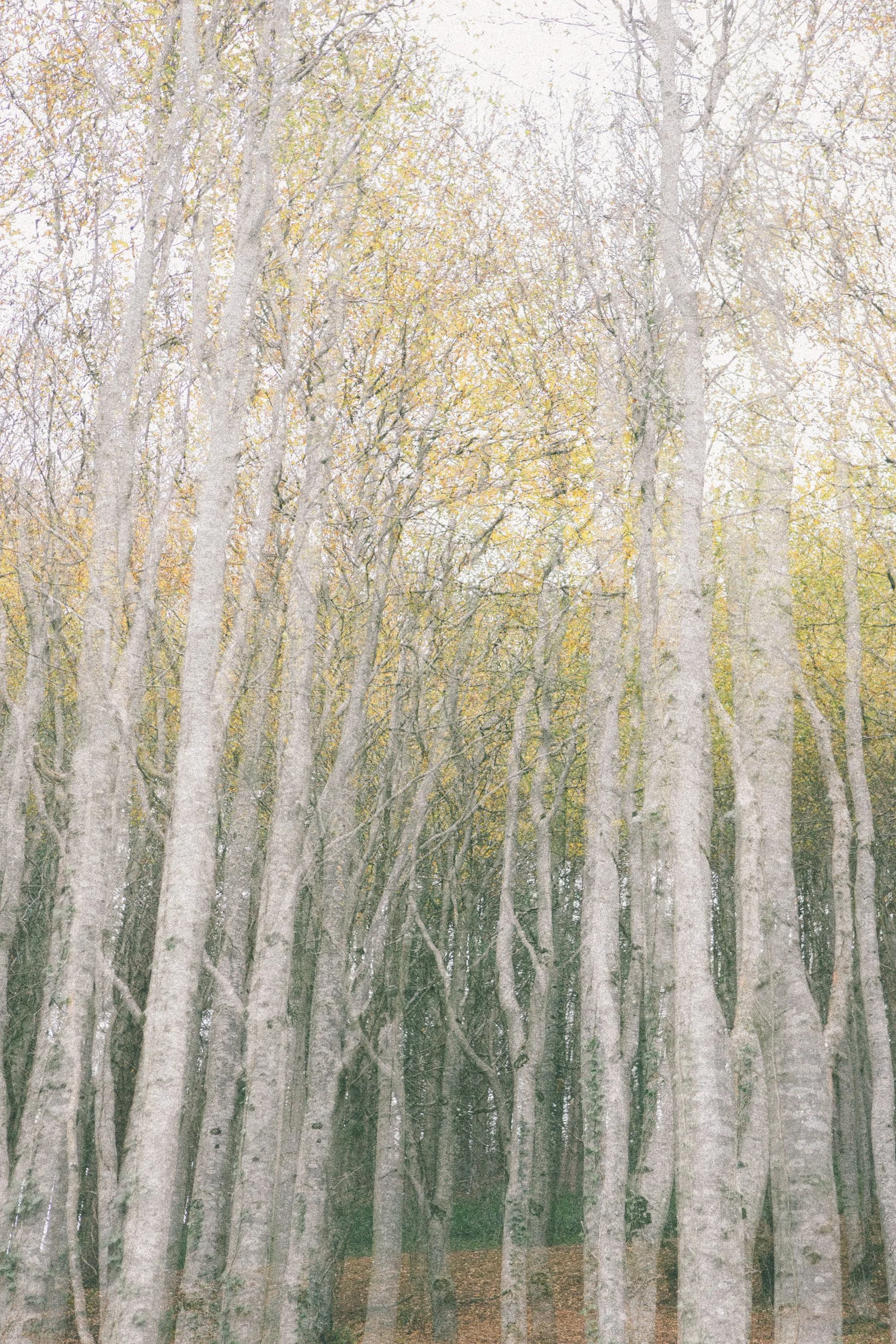 Louise Roberts-Langdon Woods-Dorset-294A2285.jpg