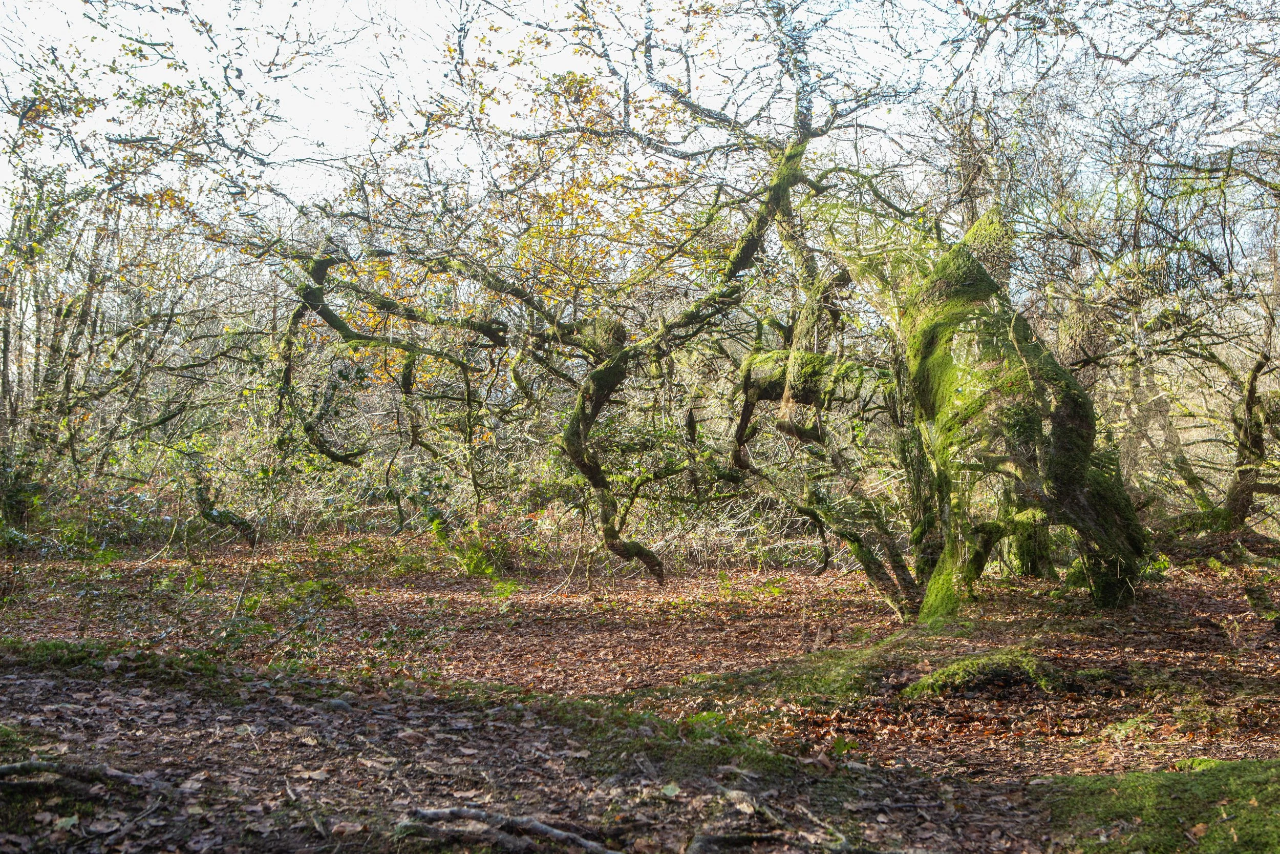 Louise Roberts-Fine Art Photography-Lewesdon Hill-double exposure-Nature-landscape294A2806.jpg