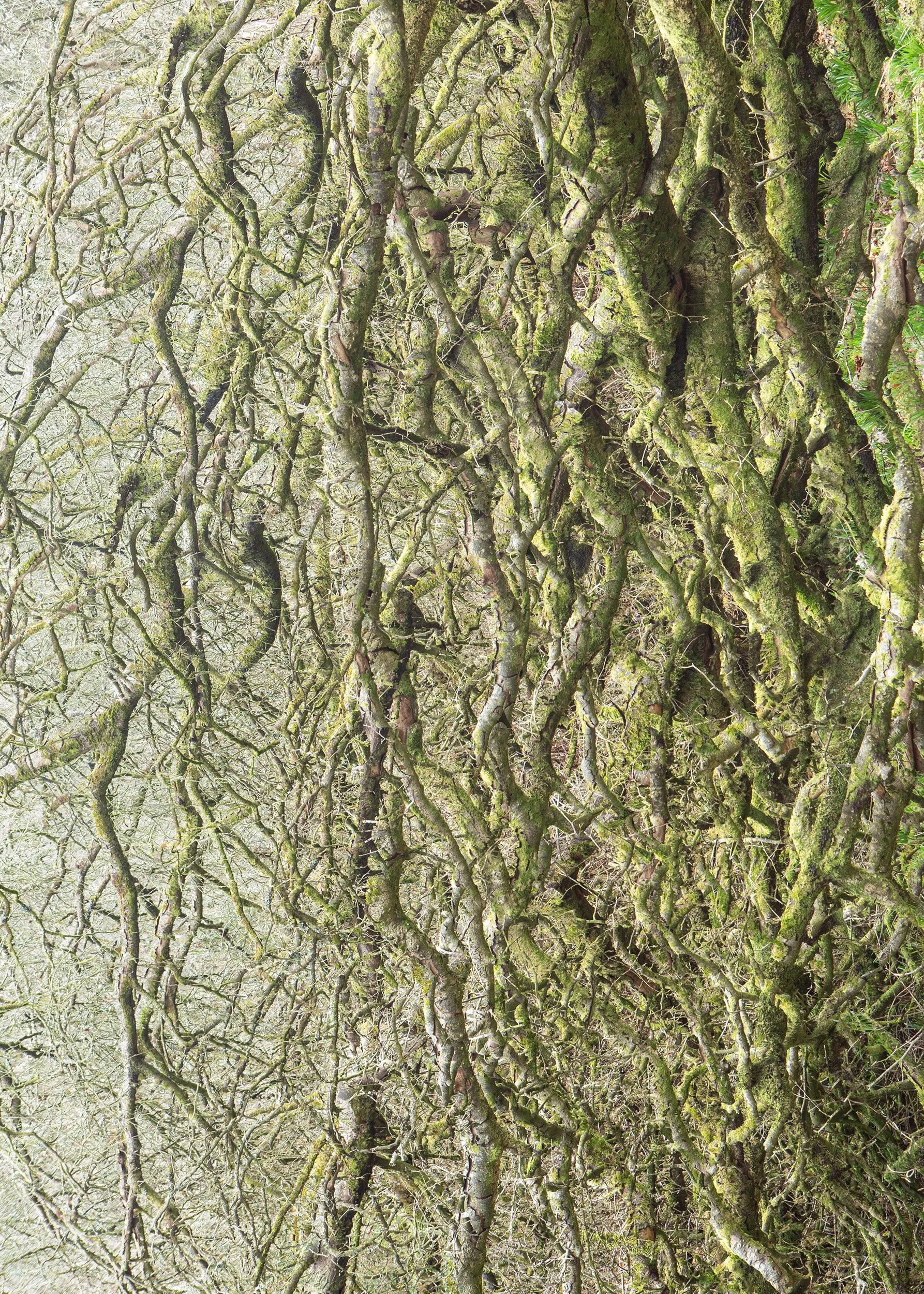 Louise Roberts-Fine Art Photography-Lewesdon Hill -Single Exposure-Winter-2021-Lockdown294A8853-2500.jpg