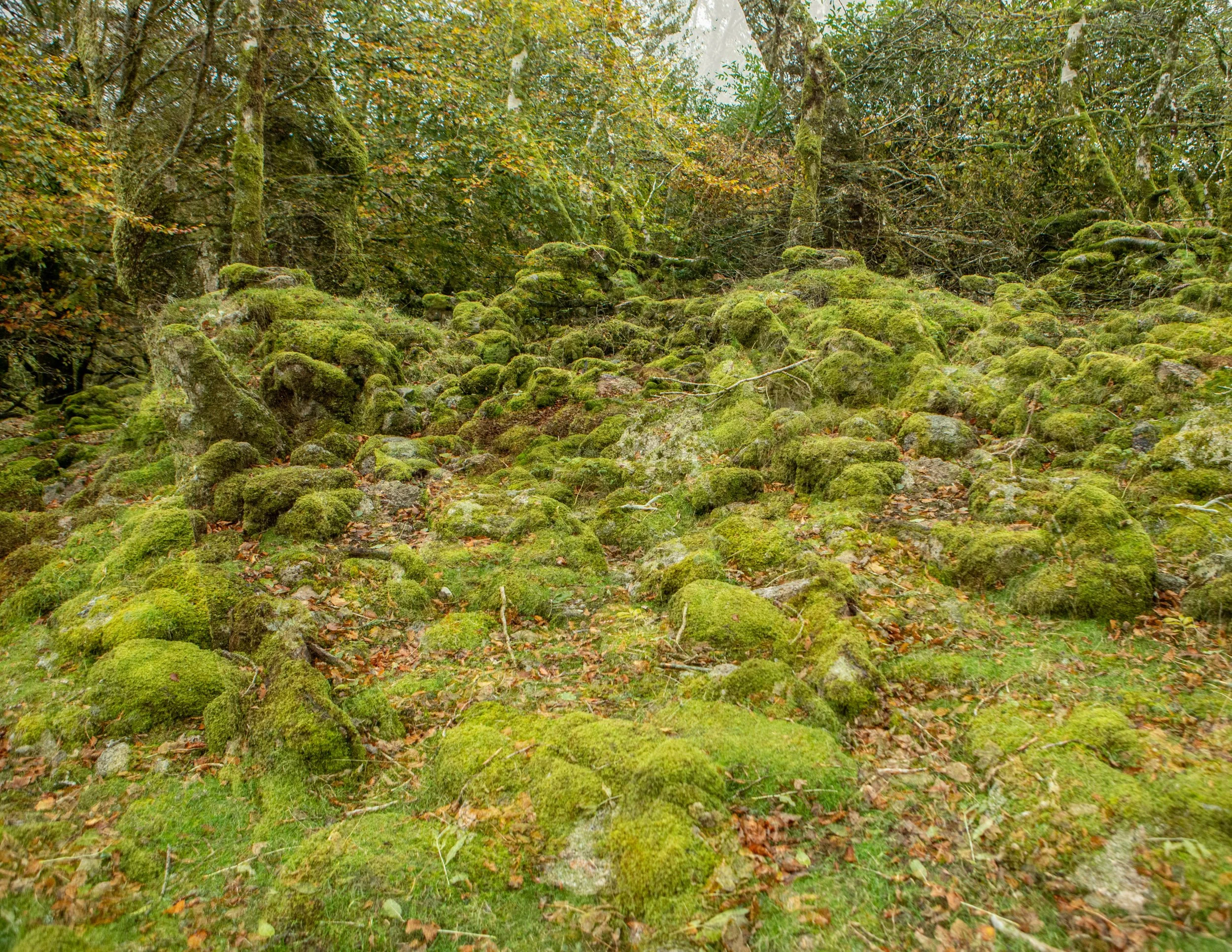 Louise Roberts-Fine Art Photography-Colour-Dartmoor Landscapes-Double Exposures-winter-2500-294A9414.jpg