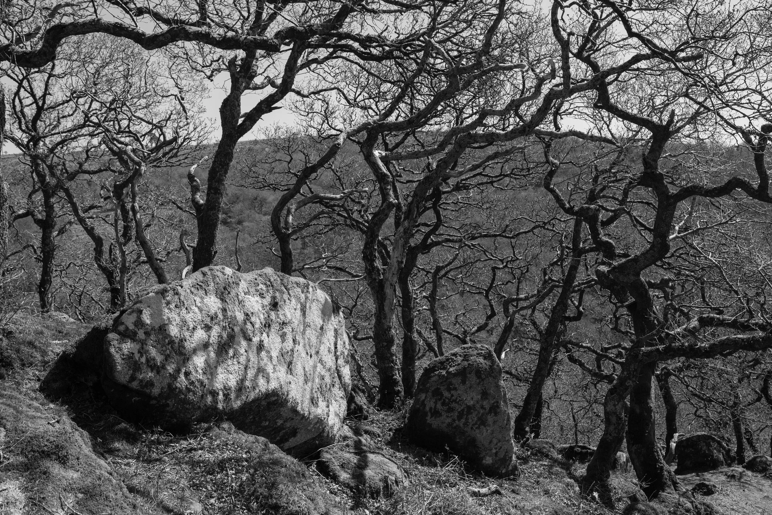 LOUISE ROBERTS-PHOTOGRAPHY-Dewerstone Rocks-Dartmoor-294A7017.jpg
