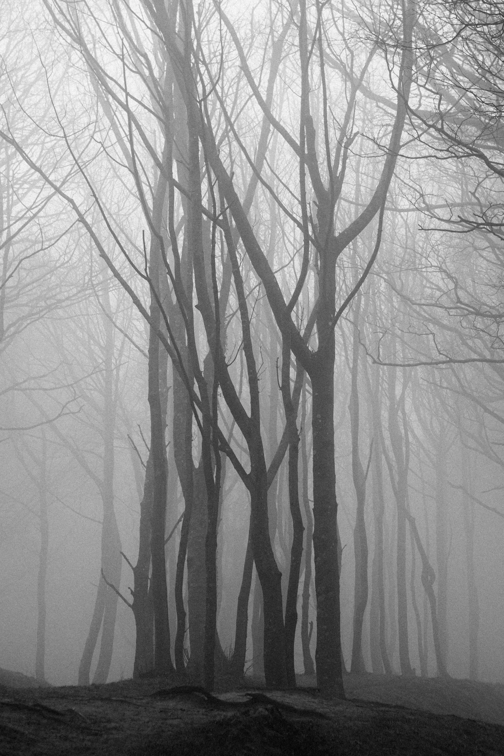 Louise Roberts-Fine Art Photography-B & W-Woodland-Landscape-Winter-2500294A4689.jpg