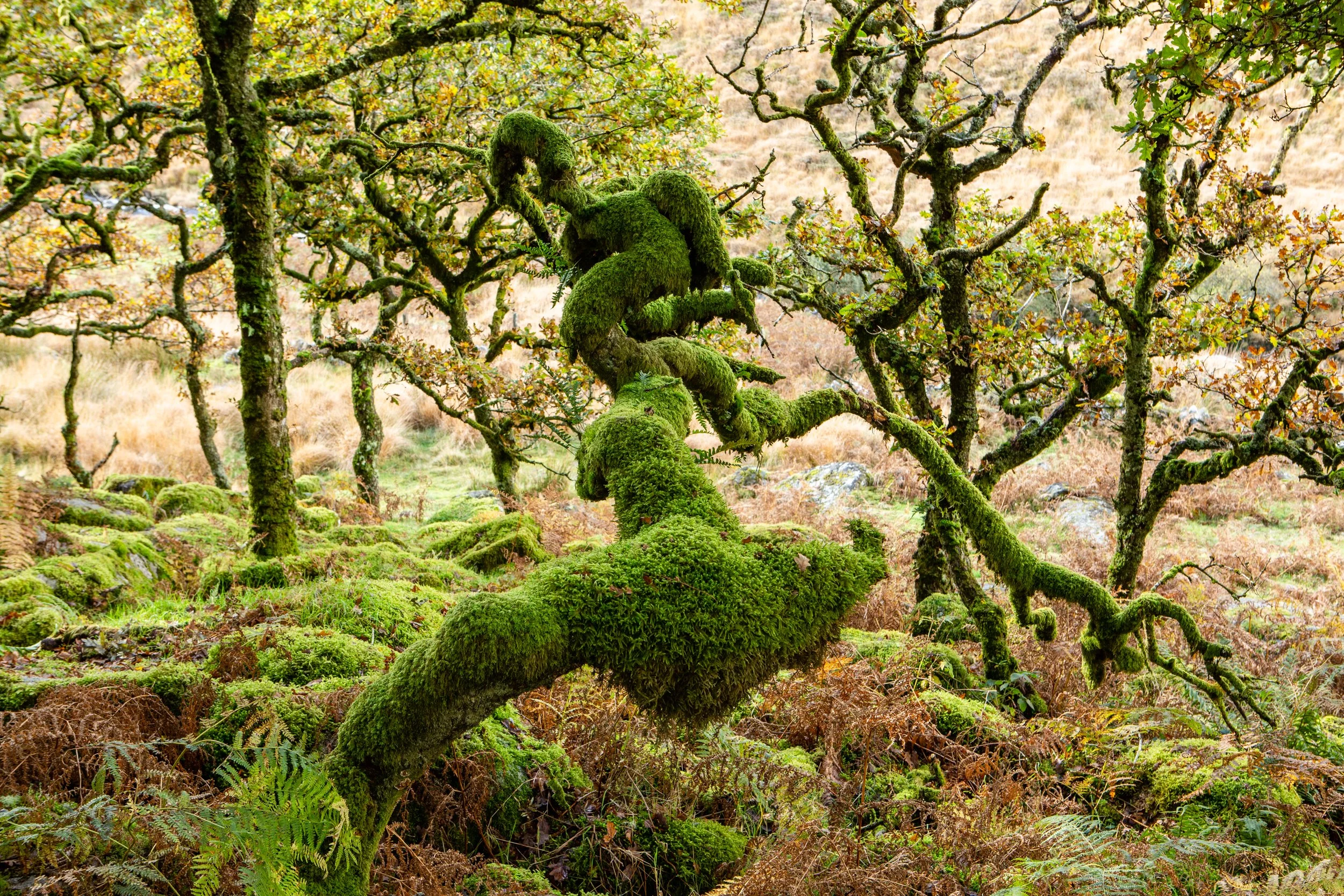 Louise Roberts-Dartmoor-Landscape-Fine Art Photography-Wistmanswood-294A9648.jpg