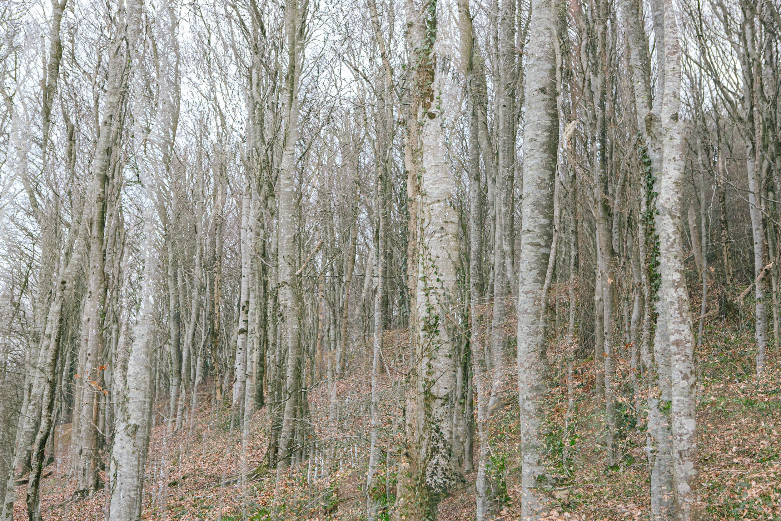Louise Roberts-Fine Art Photography-Langdon Woods-Nature-landscape-winter-double exposure-294A4652.jpg