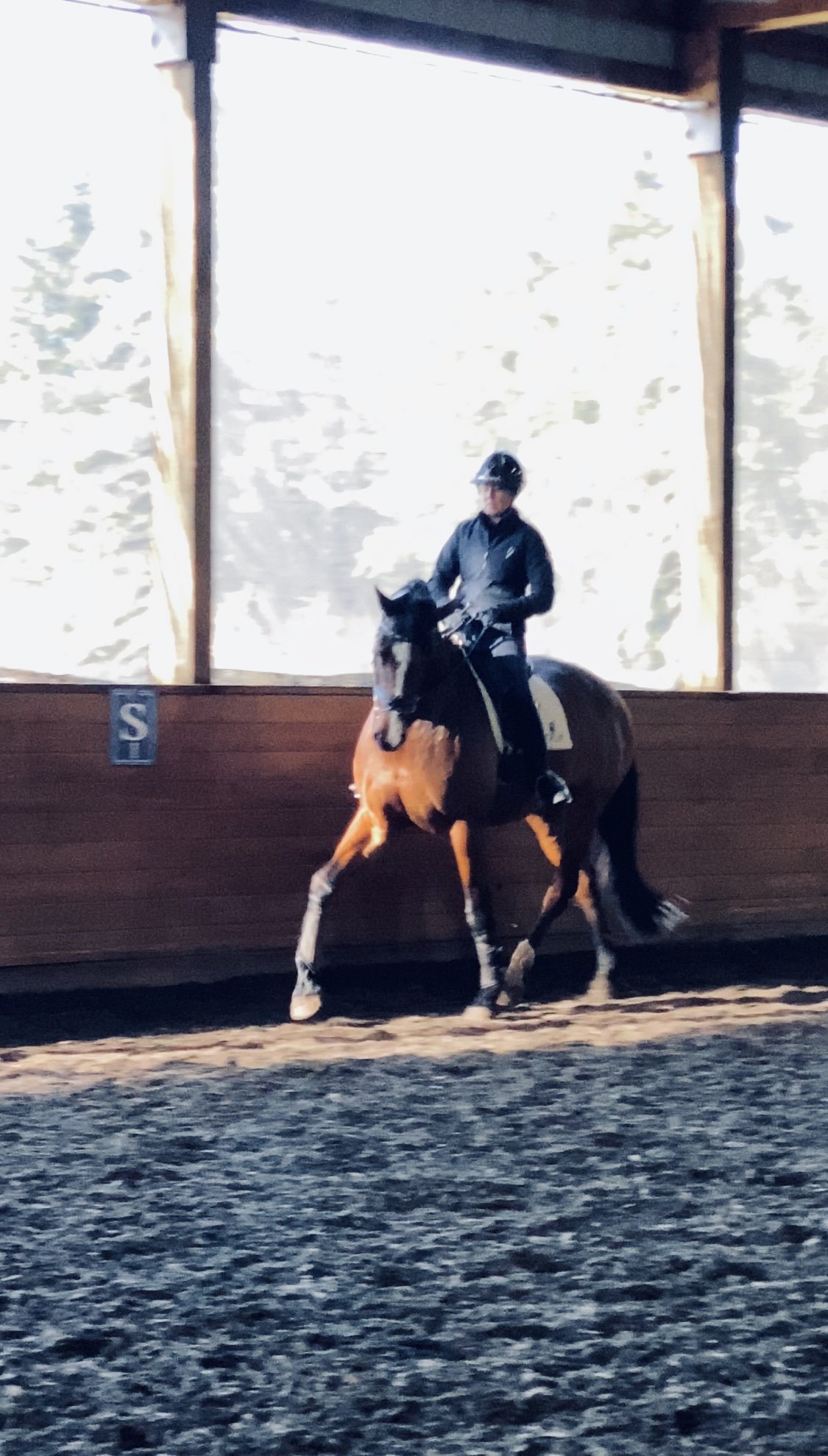 ODS Dressage Festival