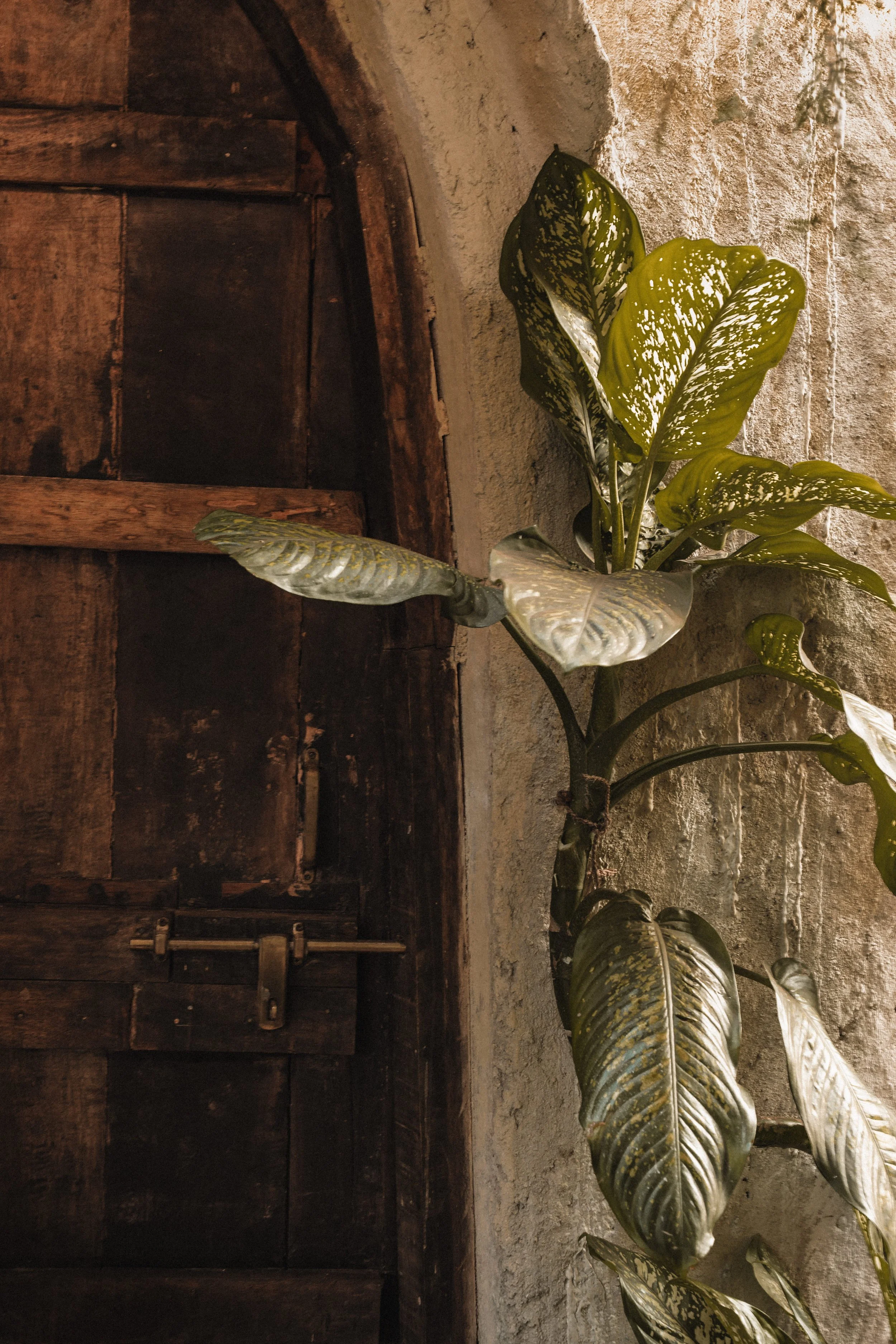 Palmorama Photo 14.jpg