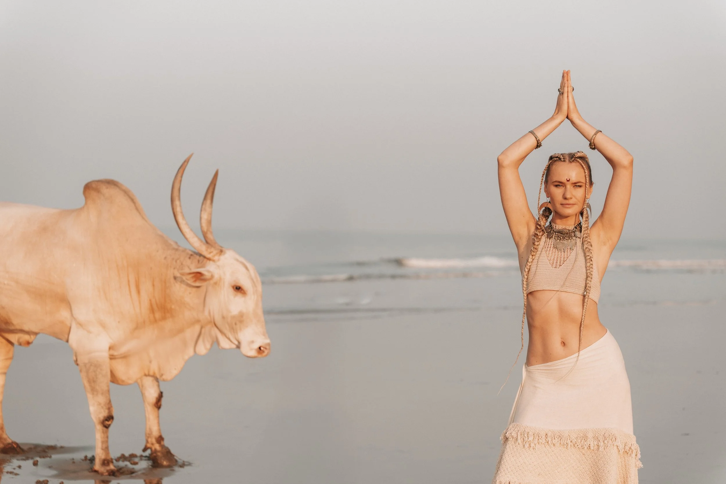 Arambol Beach Bull Shoot 2-27.jpg