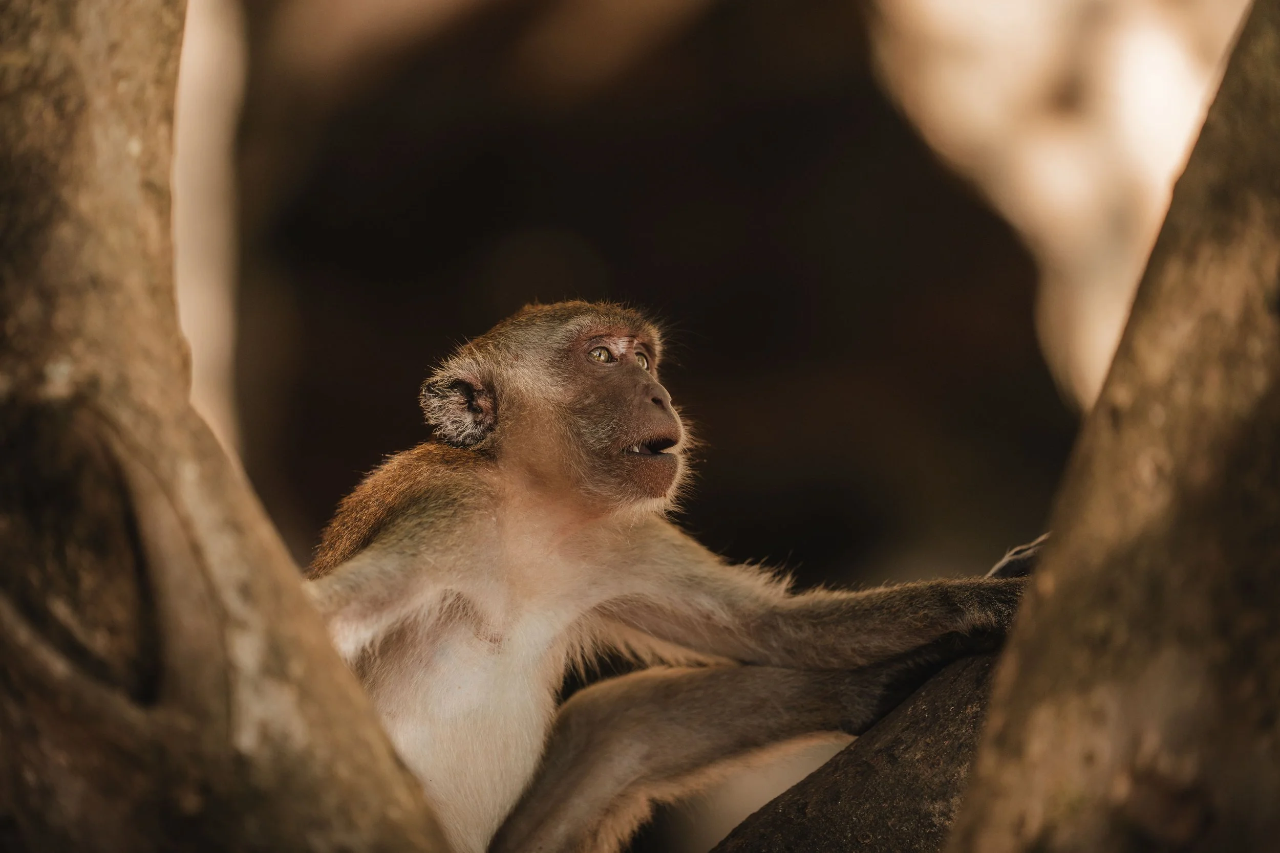 Monkey-Photo-1-min.jpg