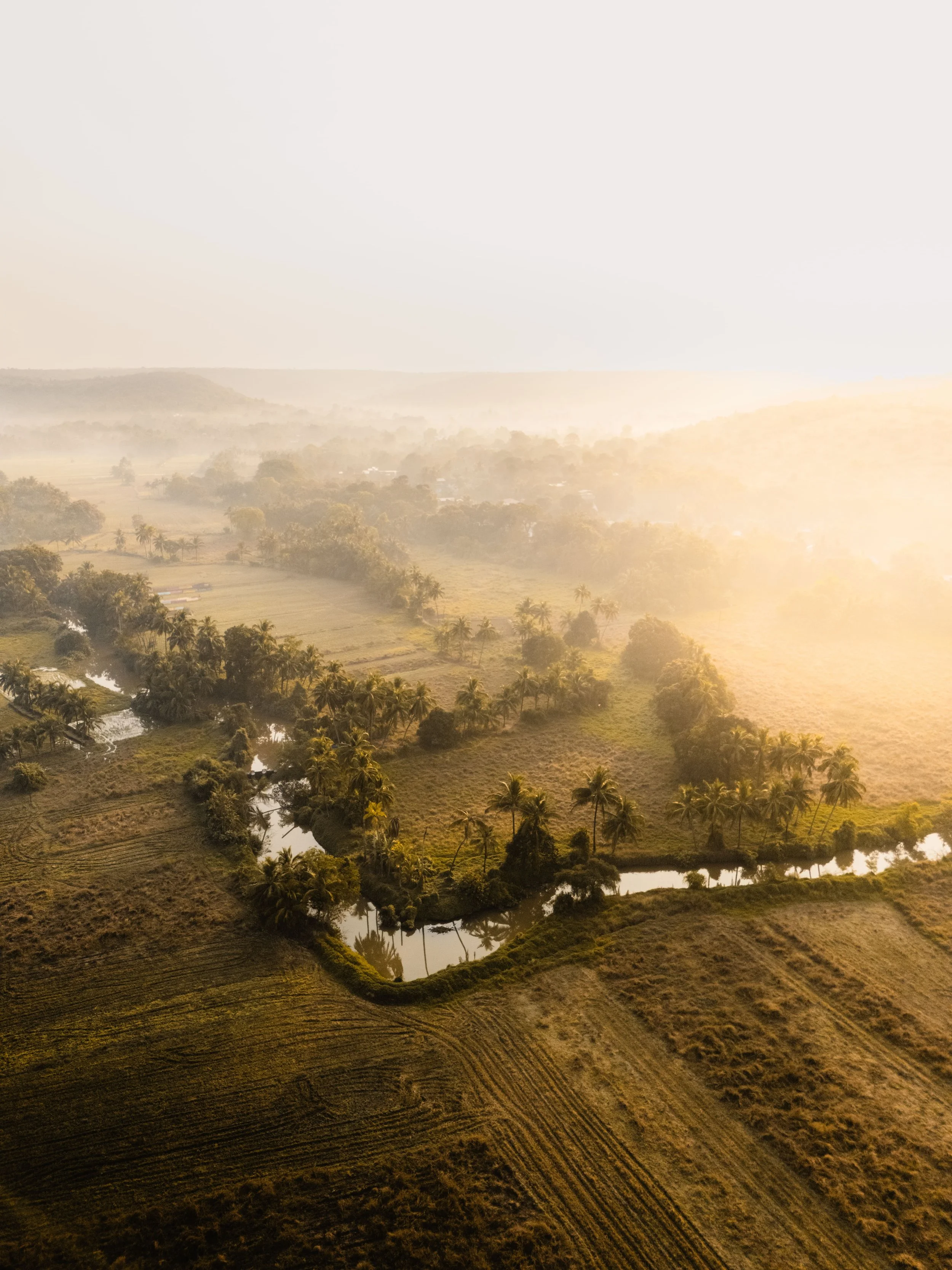 Palmorama Photo 3.jpg