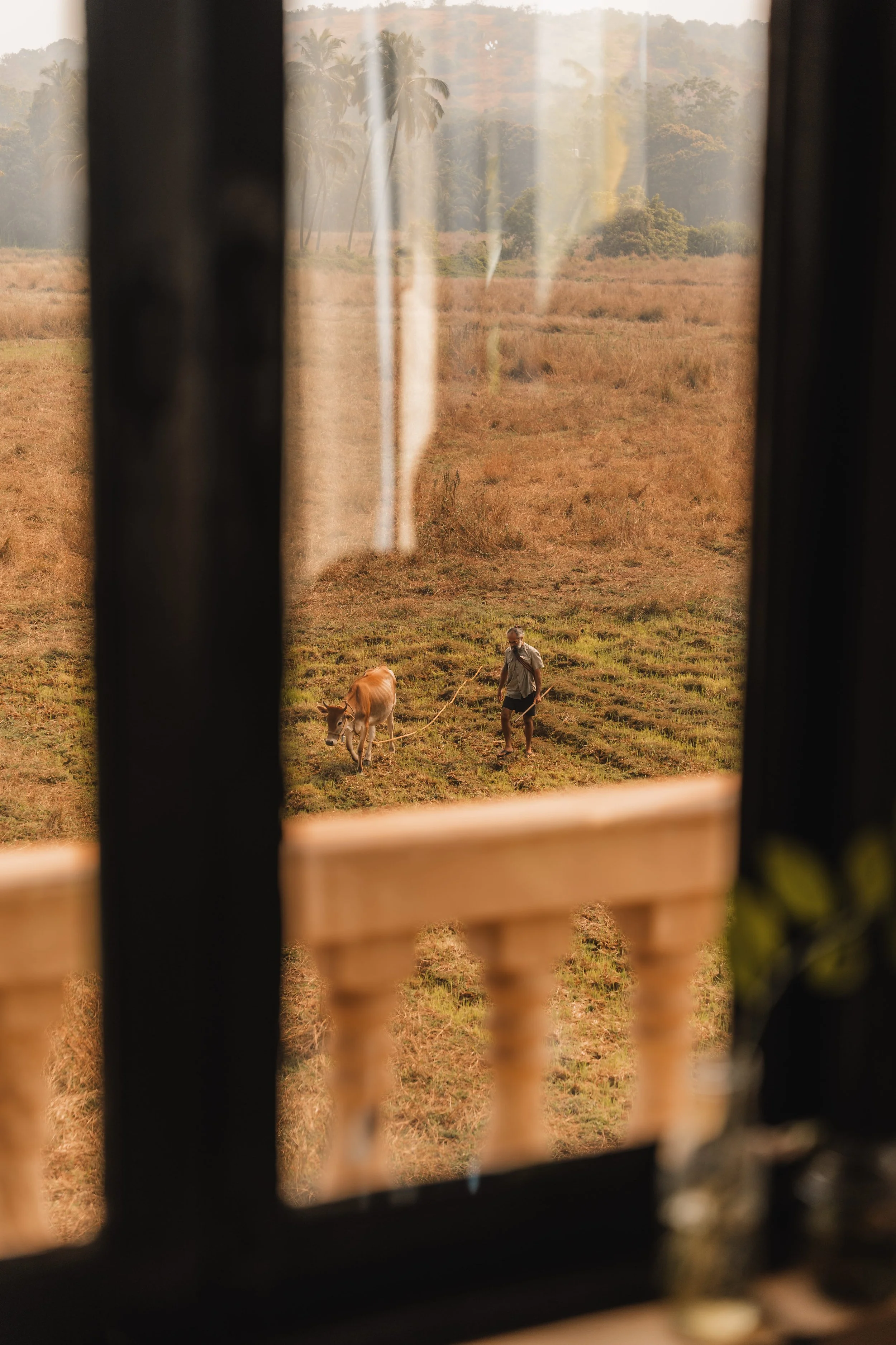 Palmorama Photo 43.jpg