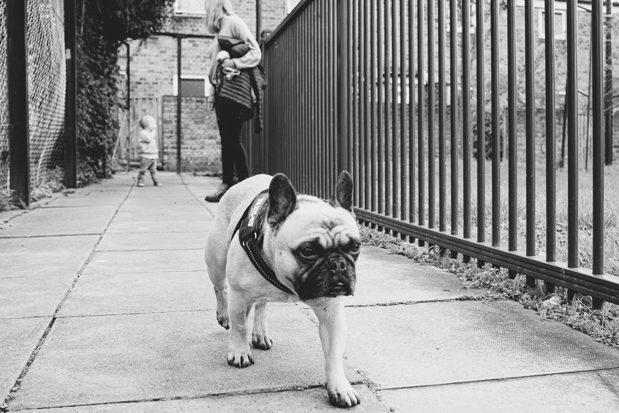 family-dog-dulwich-photographer-unposed-family-photograpy-london.jpg