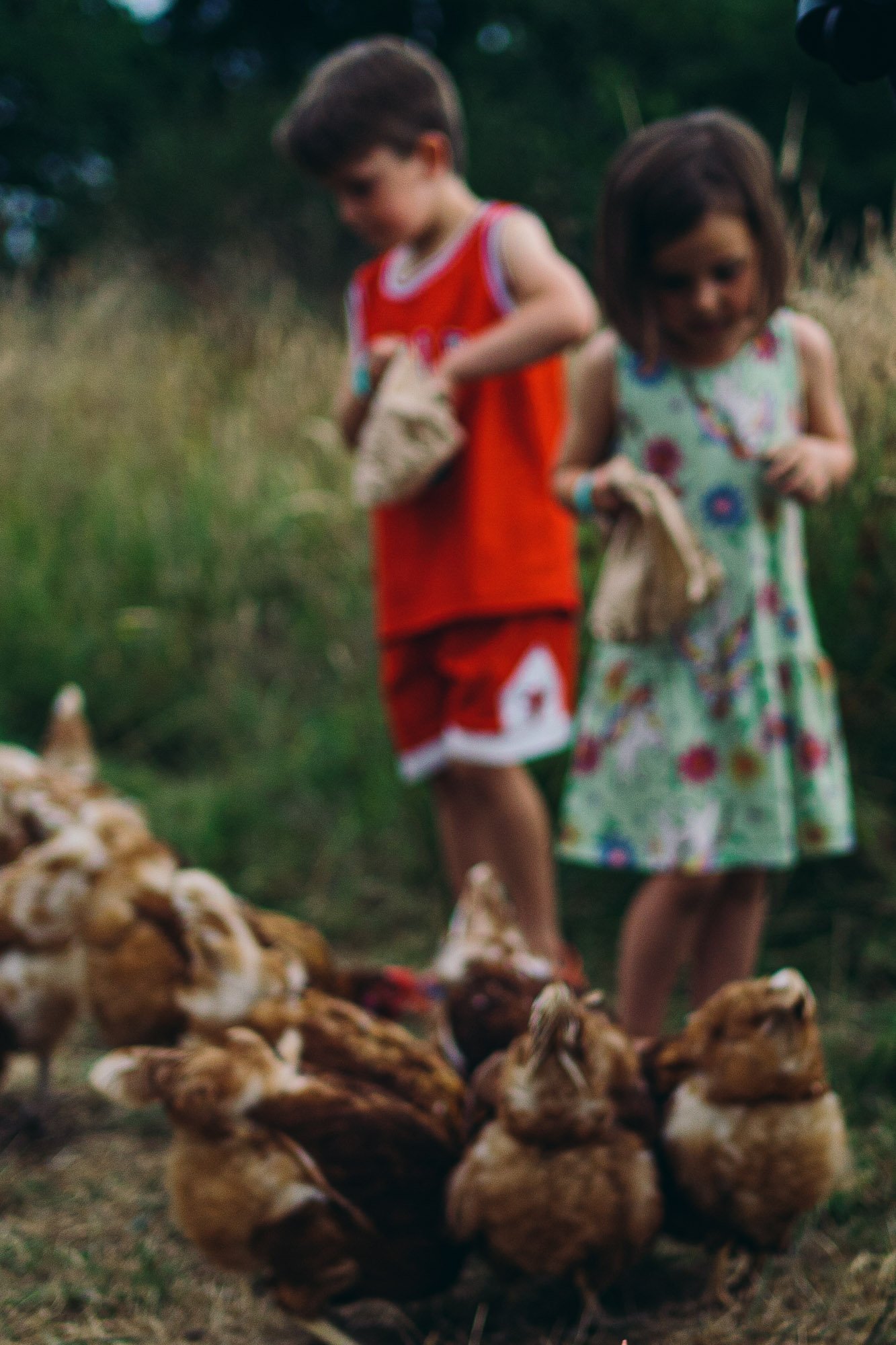 boy-girl-feeding-ckickens-campsite-macs-farm-unposed-natural-fun-family-photos-burgess-hill-sussex.jpg