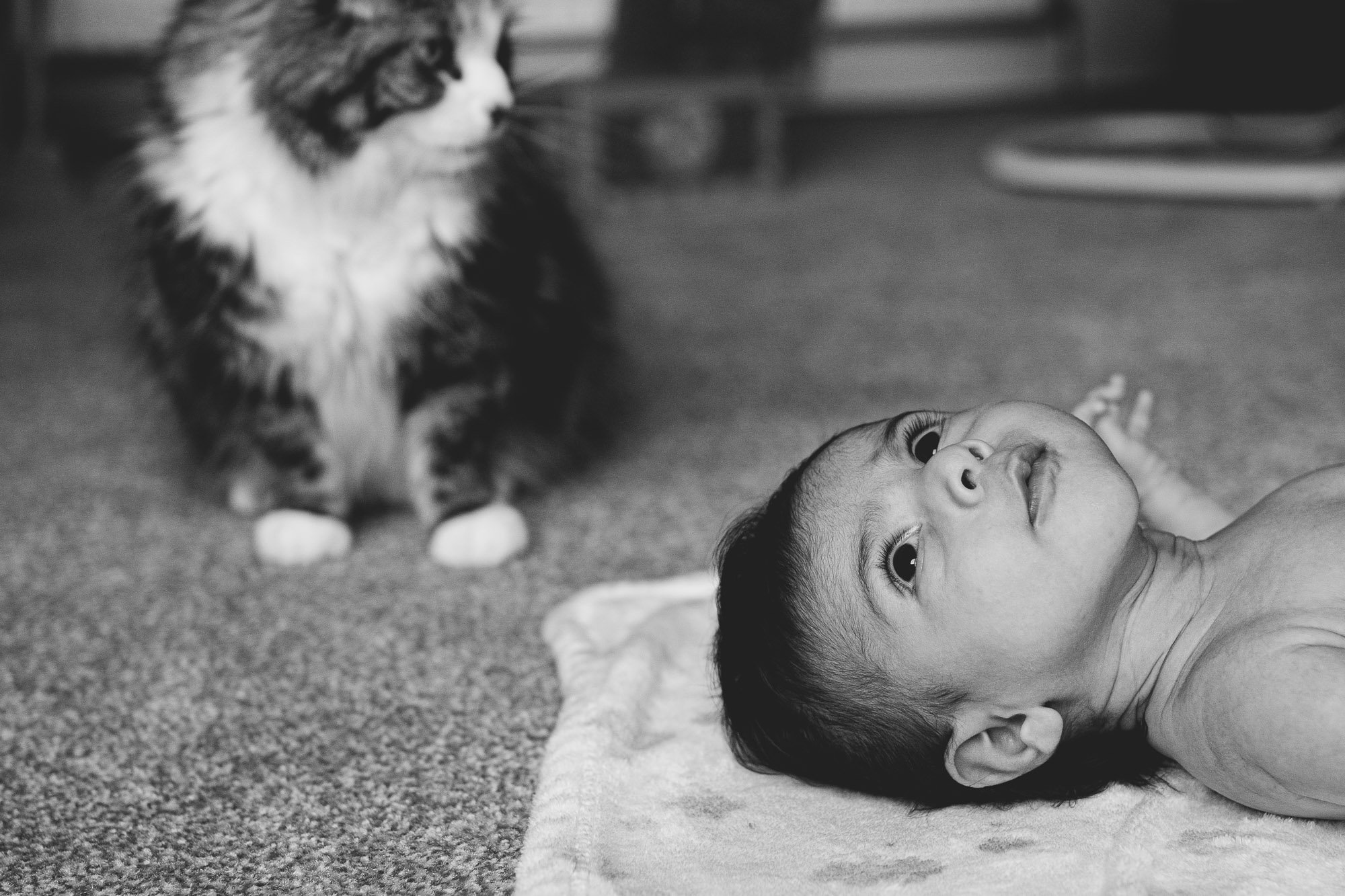 baby-photoshoot-at-home-brighton-hove-black-and-white-newborn-portrait-cat.jpg