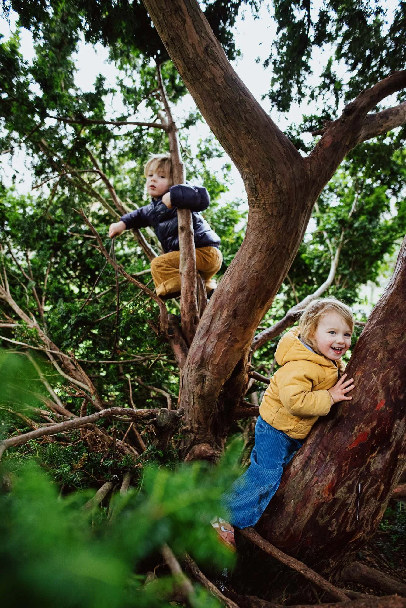 Natural family photography in Herne Hill, South East London. Children climbing trees in Ruskin Park.