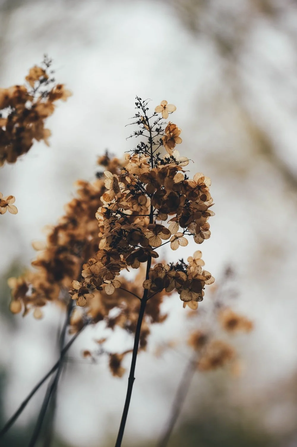 Close-up of dried hydrangea flowers with a blurred background.
