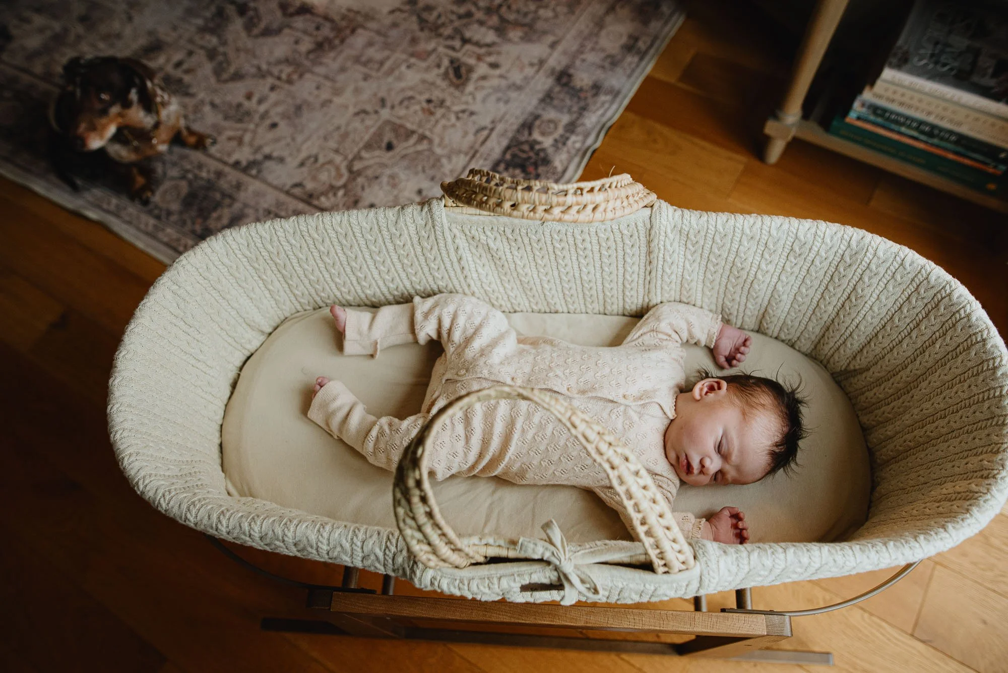 At home Hove newborn photographer capturing baby girl asleep in moses basket with dog in background of picture.