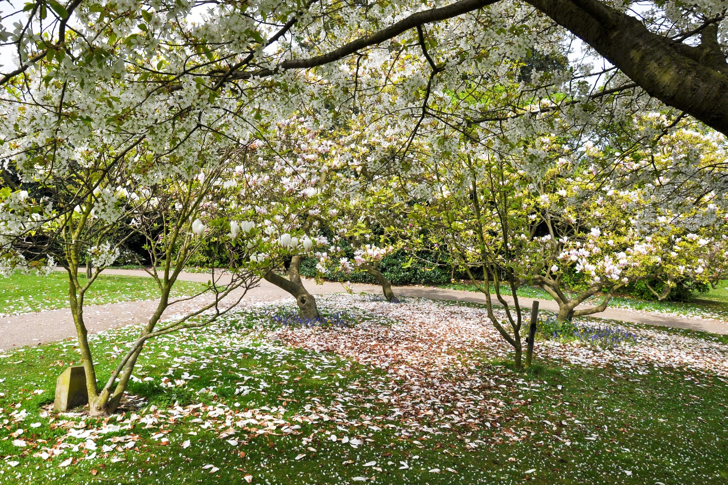 Magnolia 2015 - Kate Brown.JPG