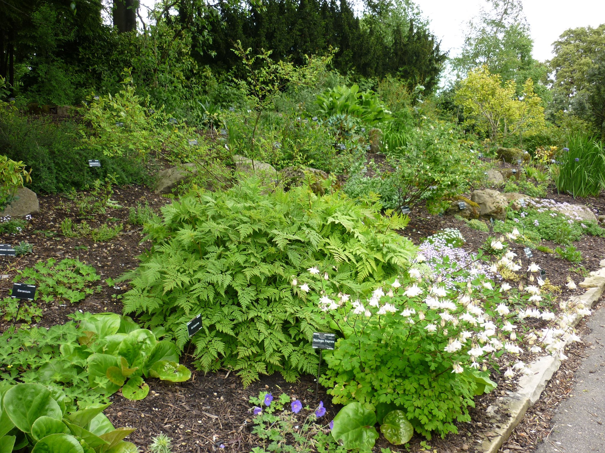 Himalayan Garden May 2014 - Alison Hunter.JPG
