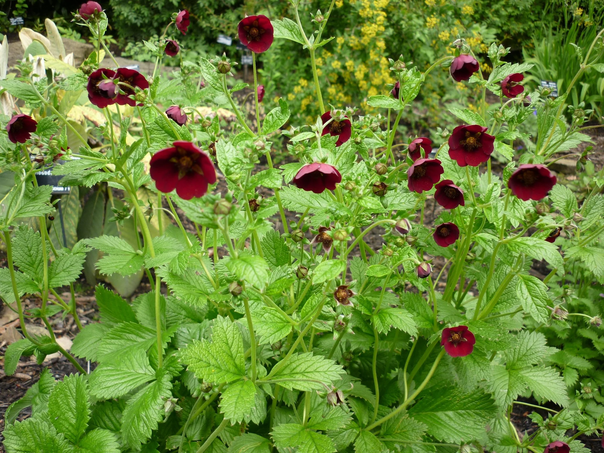 Potentilla atrosanguinea May 2014.JPG