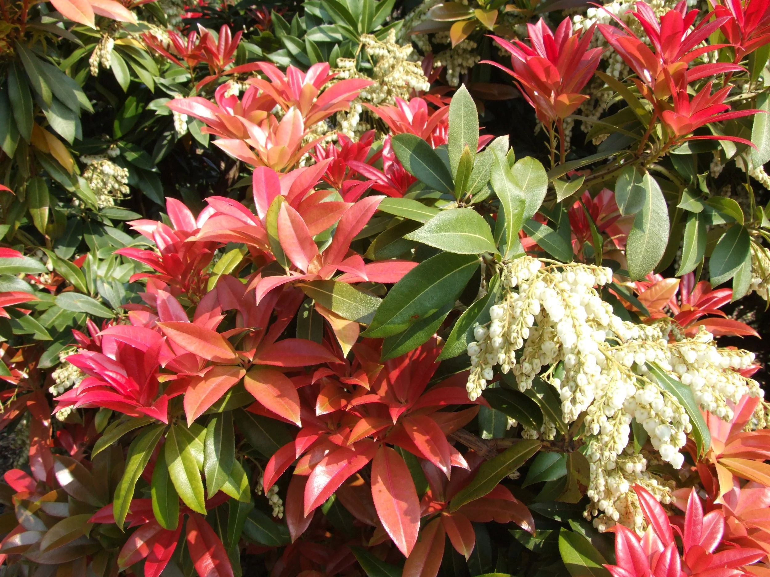 Pieris formosa var forestii.JPG