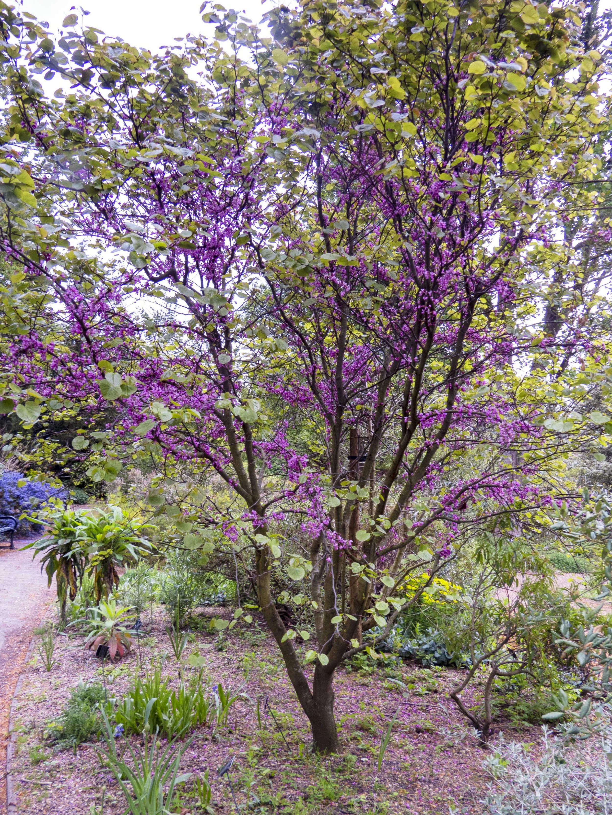 Judas_Tree_1_May_2022.jpg