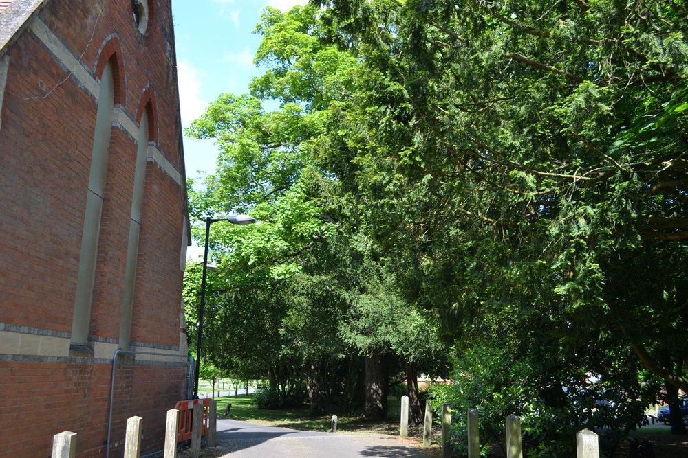 Fairmile, Cholsey End of tree line by chapel DSC_0021.JPG