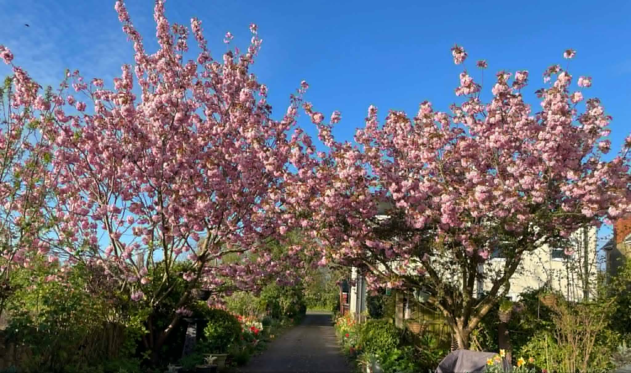 Vernon Sanderson ‘Inside the National Garden Scheme’