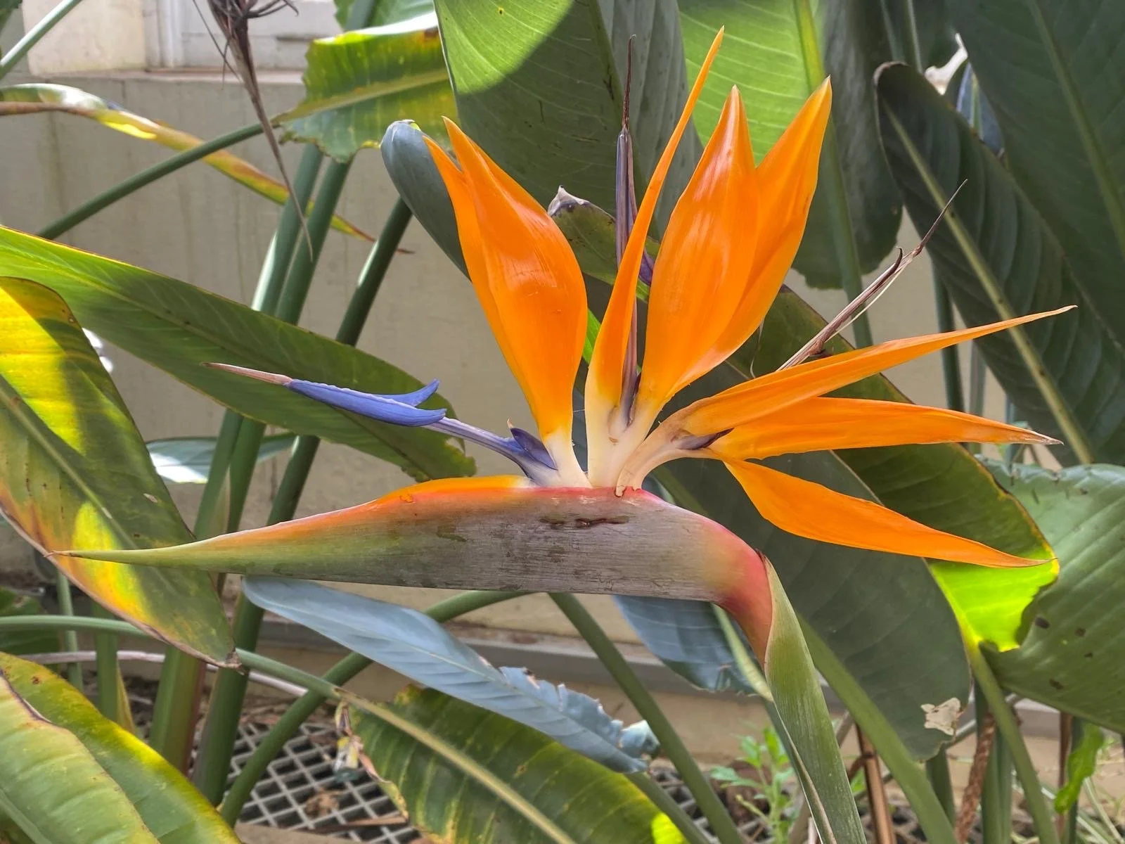 Plants and Plant Hunters Public Tour