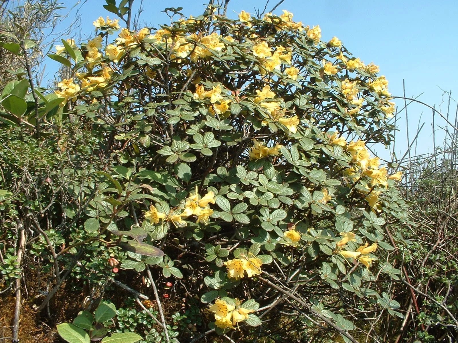 Tales from my Travels - Richard Baines