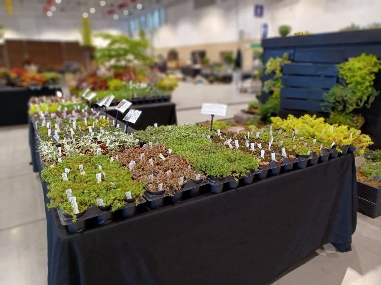 Alpines and their uses Lecture