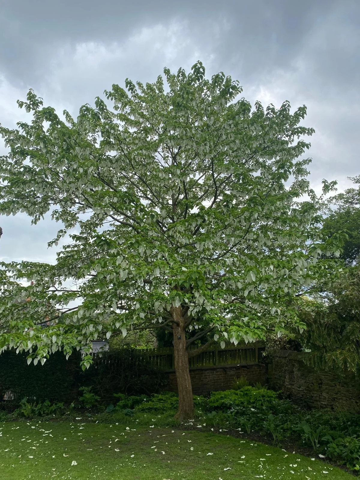 Trees of Spring Interest public tour