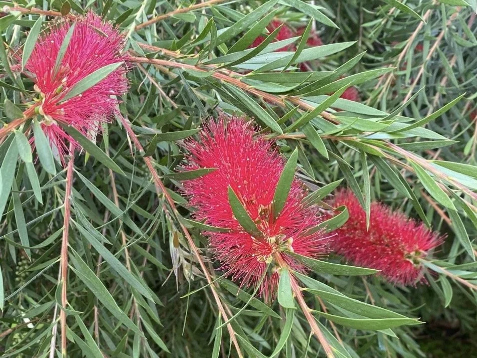 Plants and Plant Hunters Tour