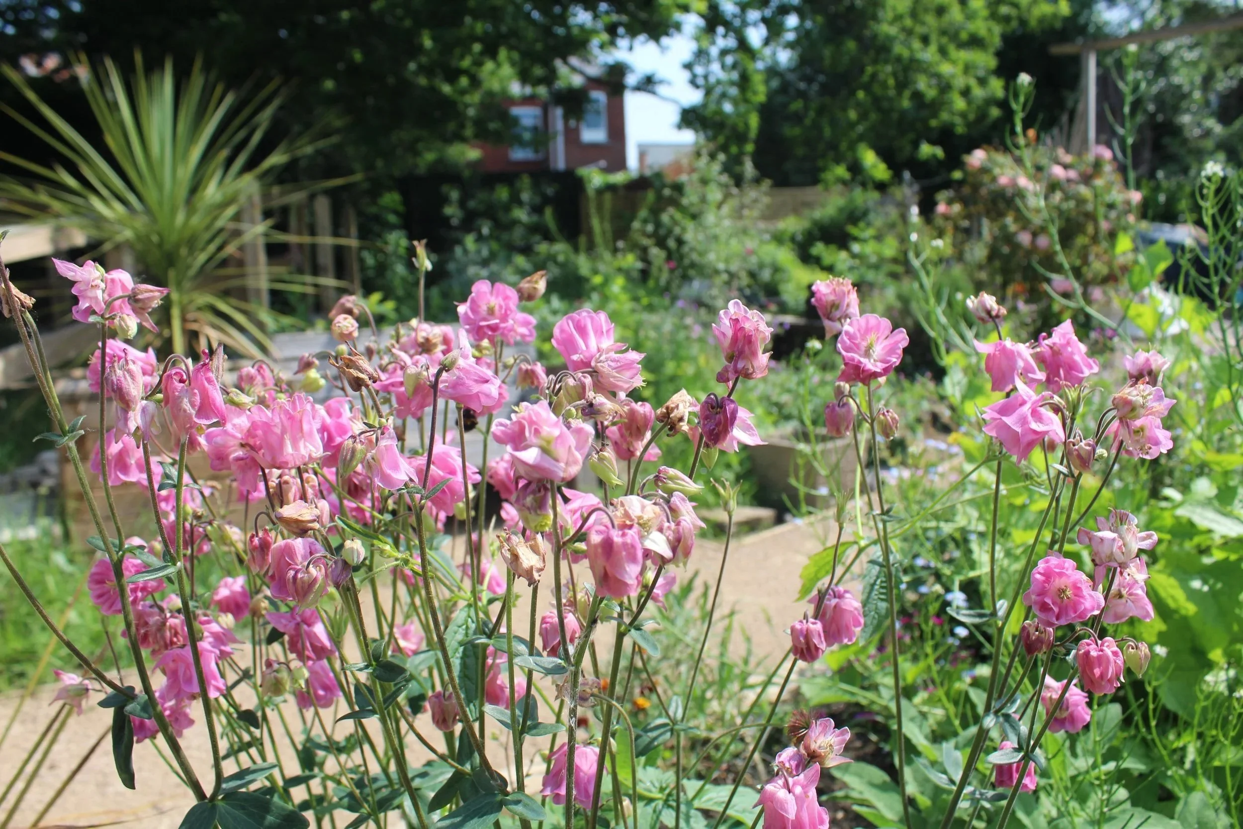 All about Woodseat's Community Garden