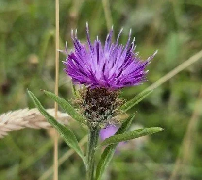 The Amazing World of Plants