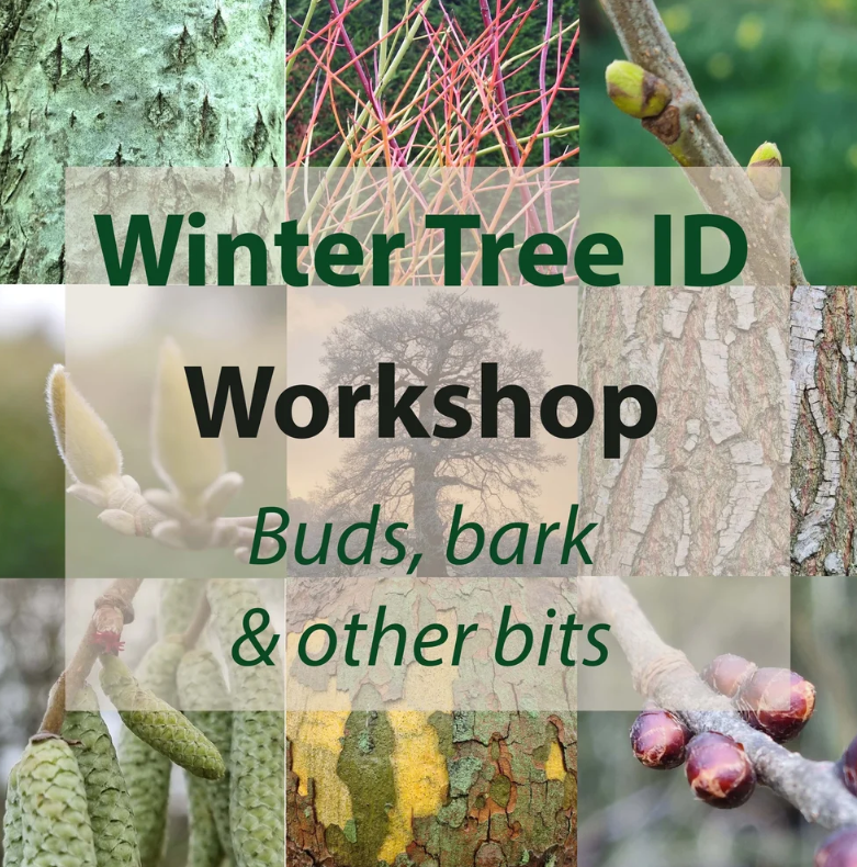 Winter Tree ID workshop - with Guy Petherham