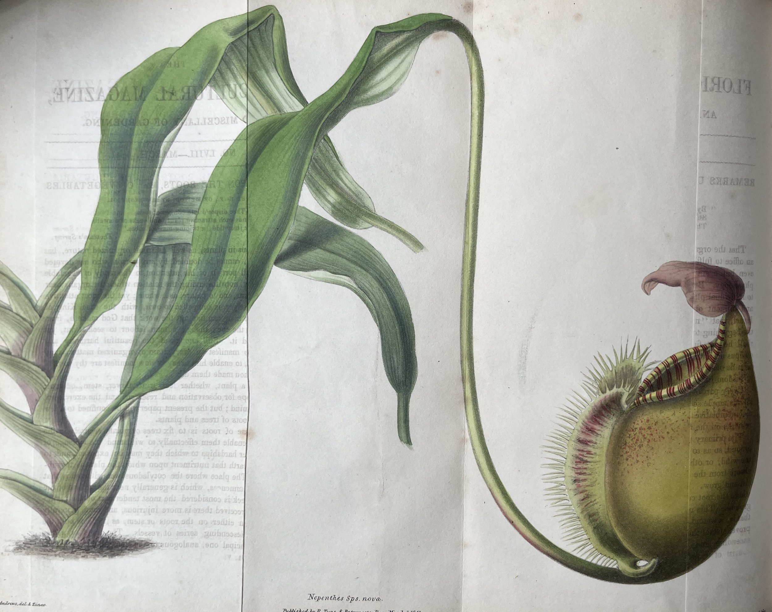 1st Carnivorous Plant Identified In 20 Years Grows Near Vancouver