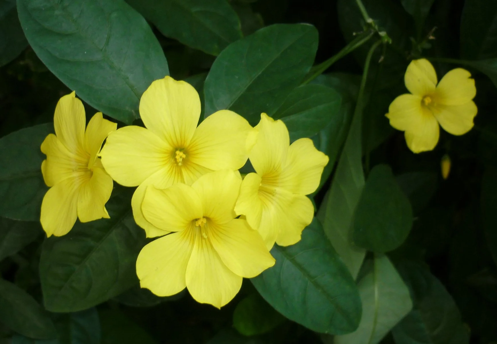 Reinwardtia_indica_ERF-Alison Hunter.JPG