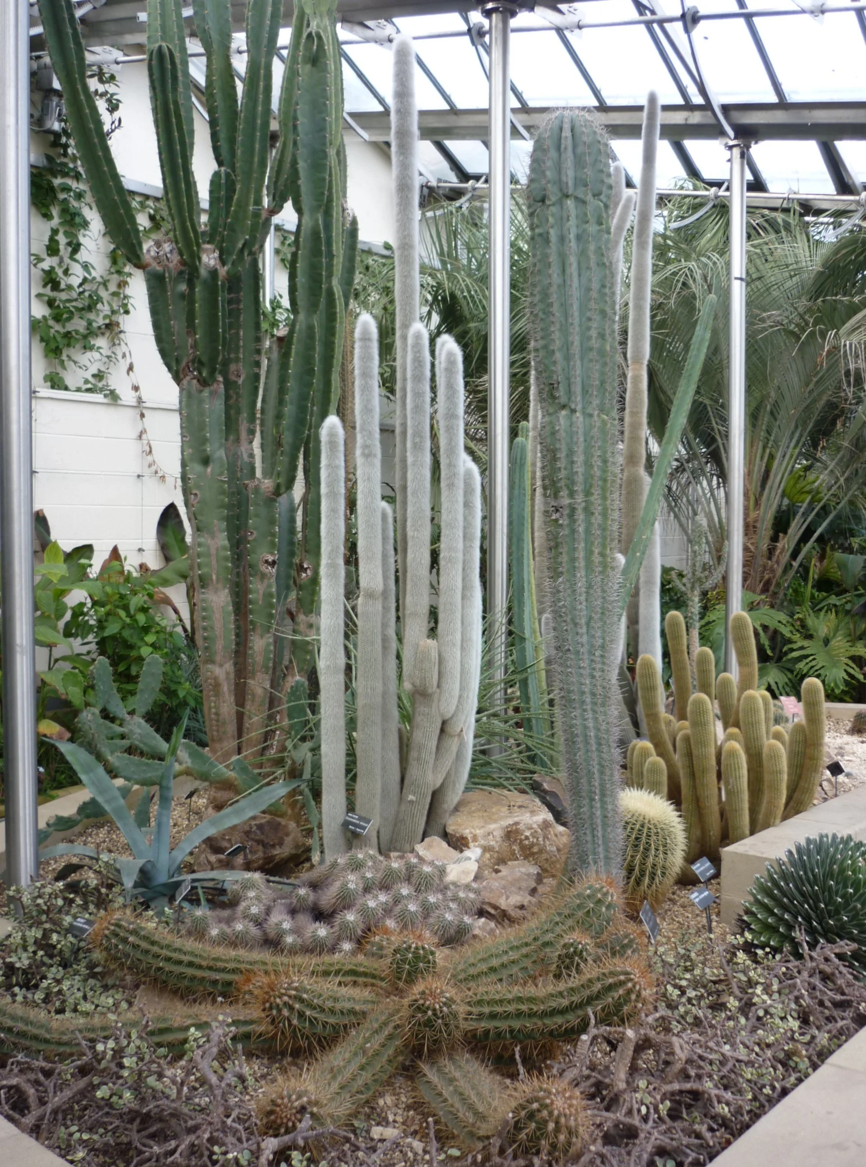 Cacti_collection_WRF-Alison_Hunter.JPG