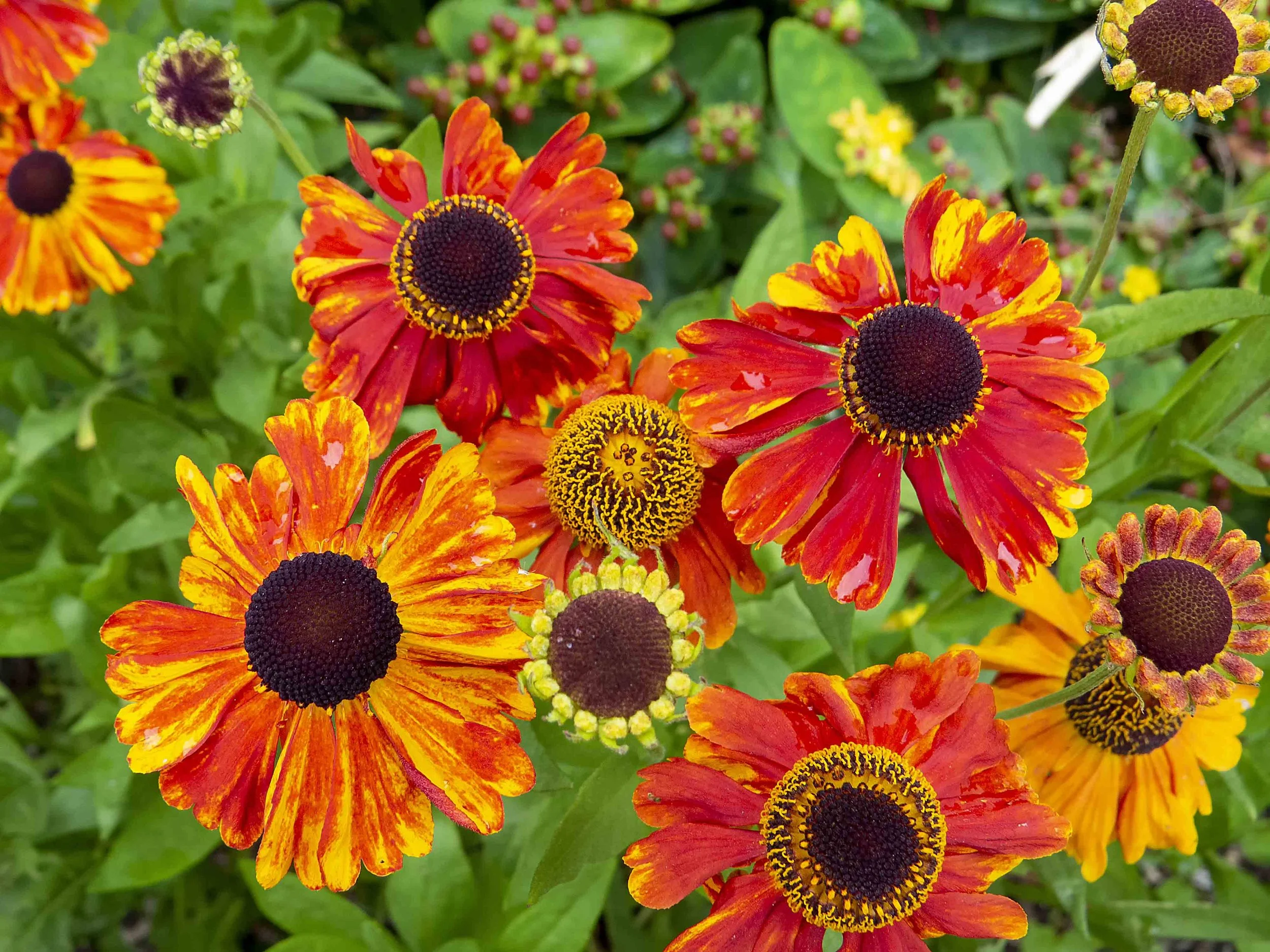 Helenium July 2020.jpg