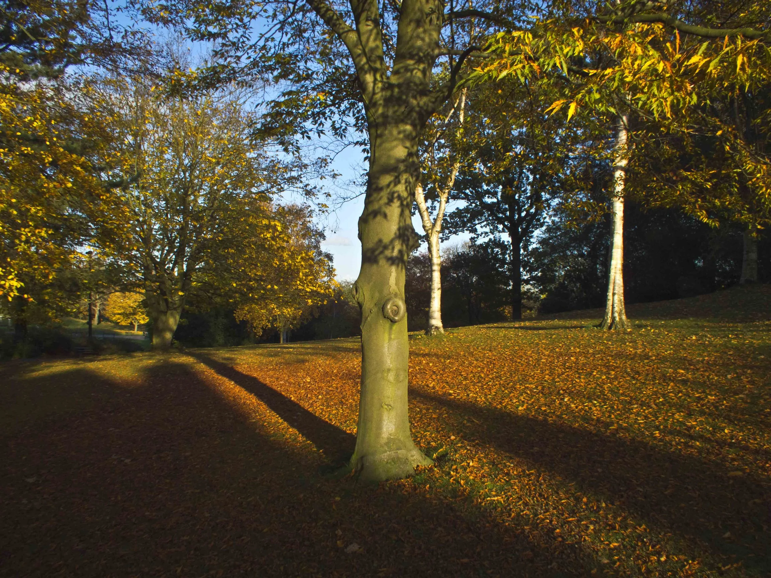Autumn Nov 2011.jpg