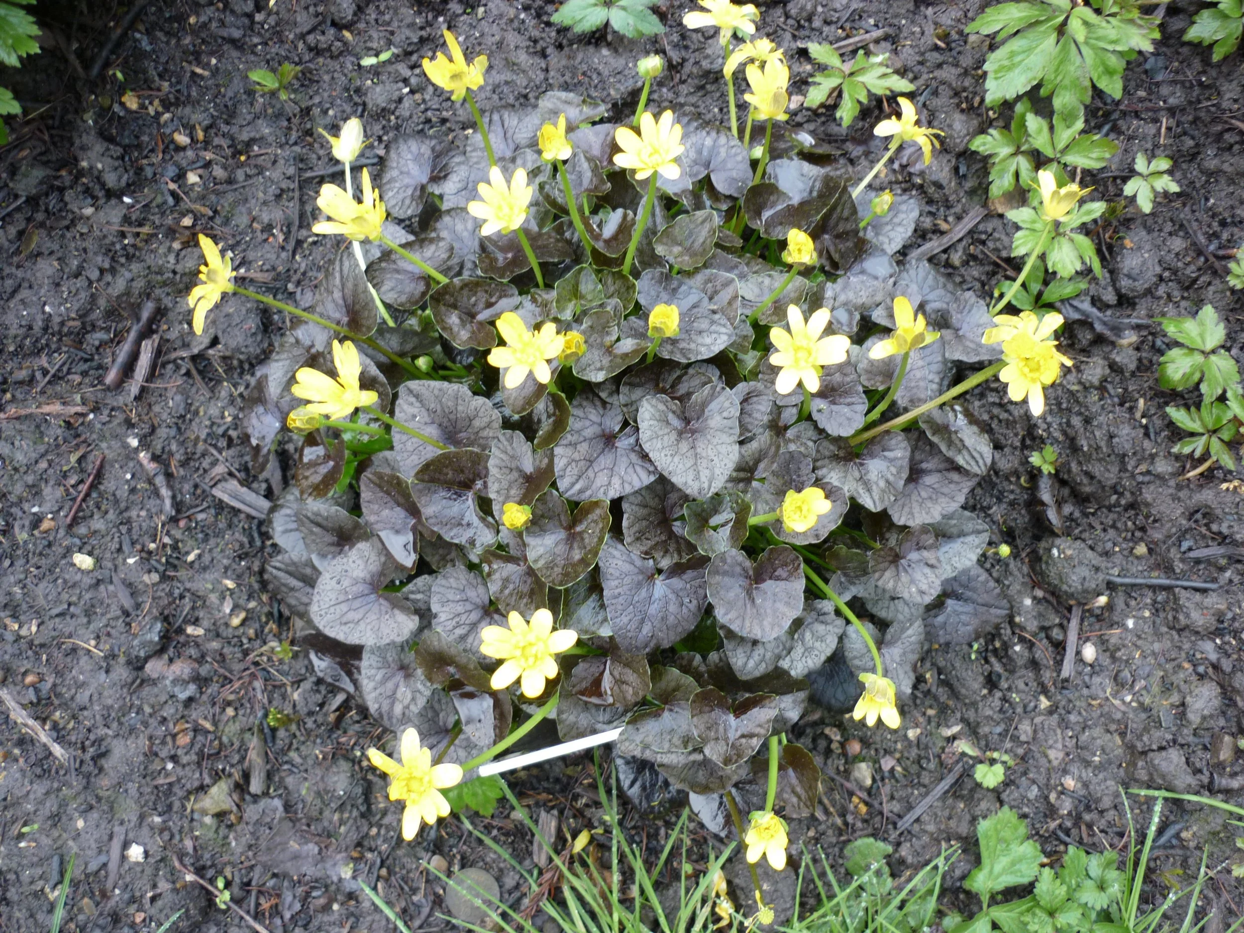 20240403_Dicot1-Ranunculus_'Brazen_Hussy'.JPG