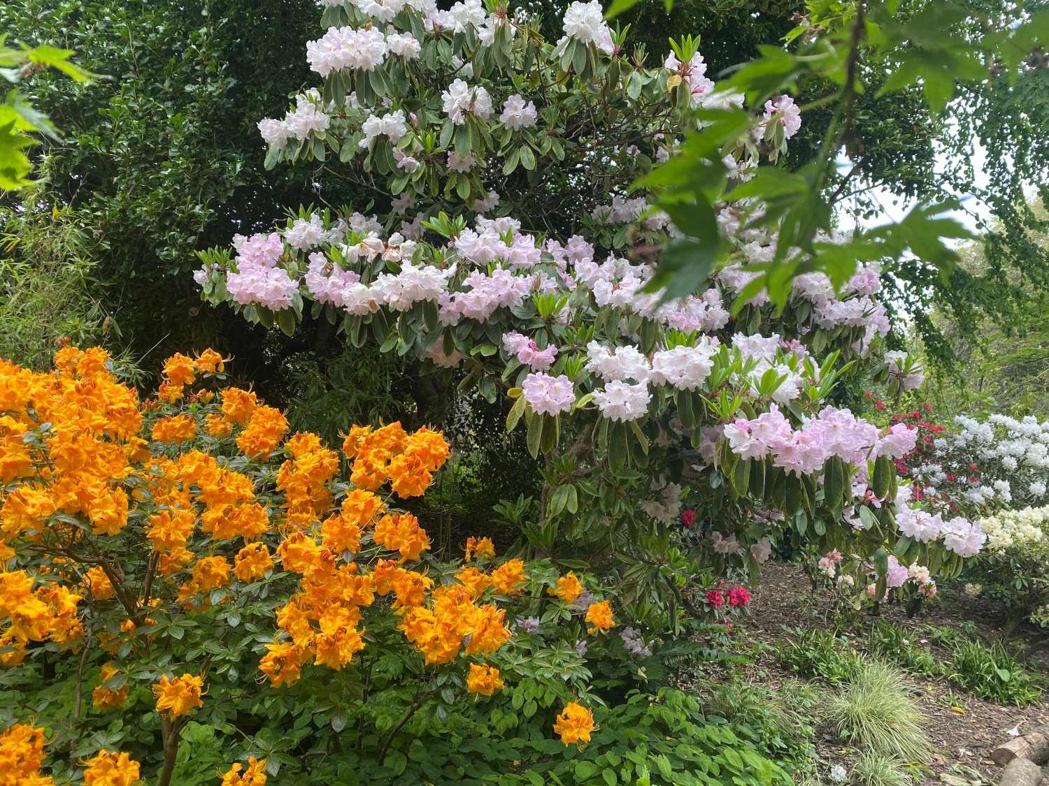Rhododendron_Asia_2023-Christine_Rose.jpg