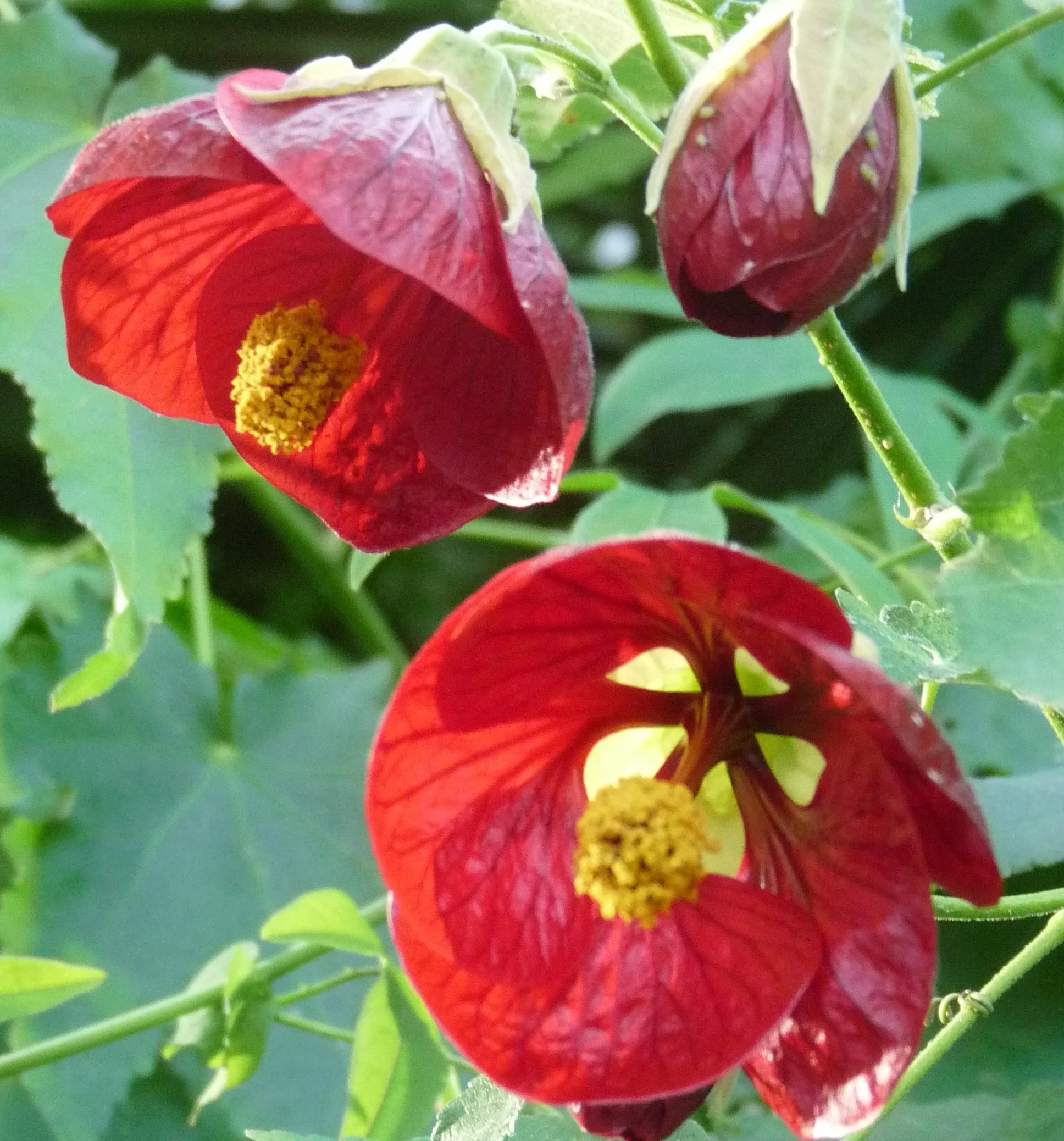 Abutilon_WRF-Hilary_Cossham.JPG