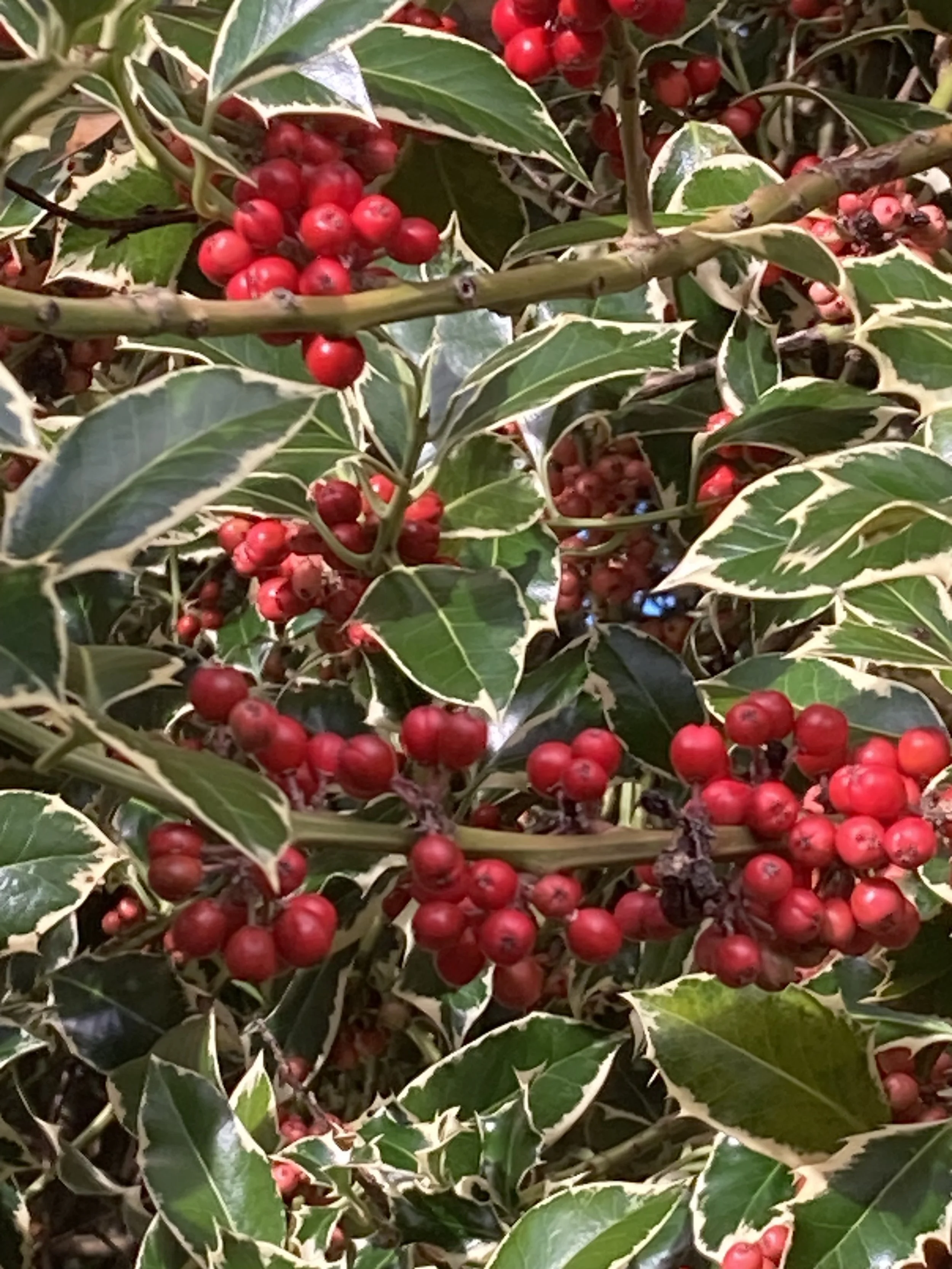 2023-11_Ilex_aquifolium_'Argentea_Marginata'3-Susan_Turner.jpg