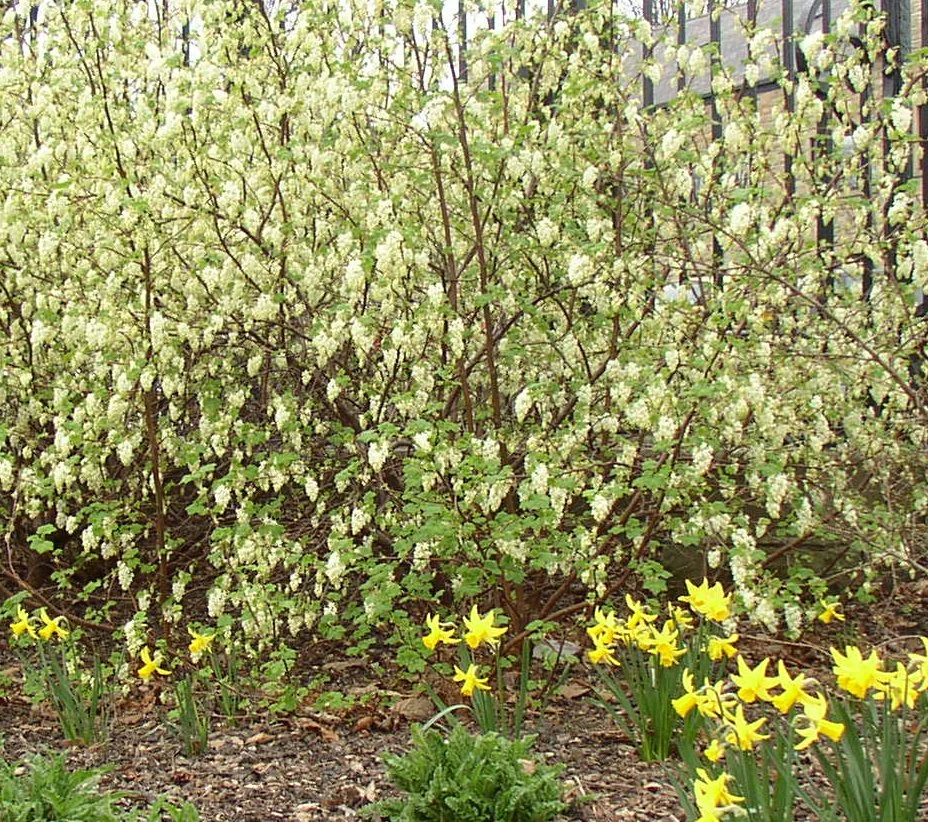 Ribes_sanguineum_White_Icicle'_Four_Seasons- Alison_Hunter.jpg