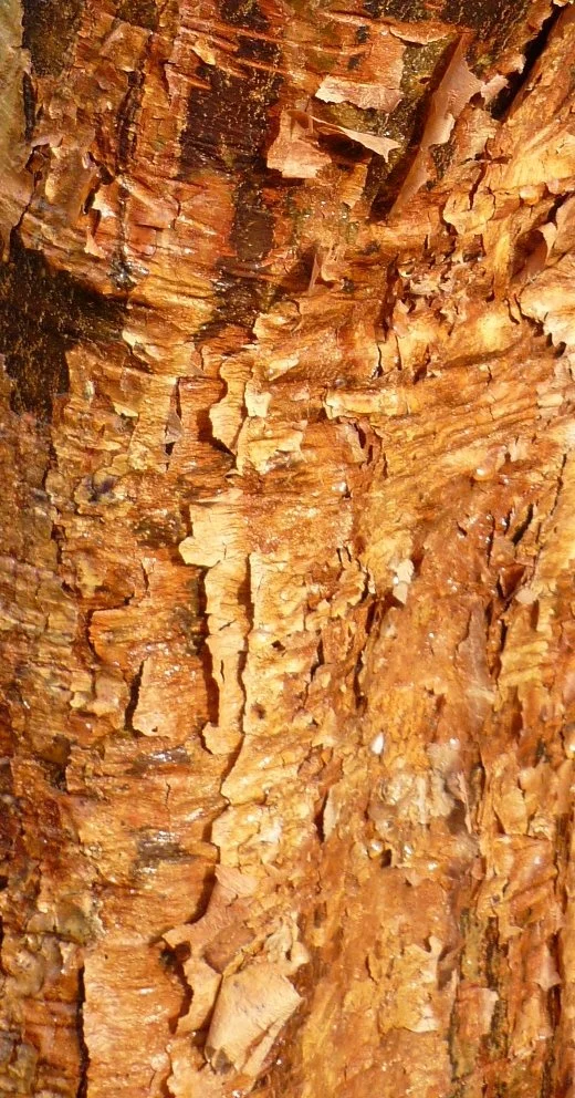 2012-01-18 Acer griseum 2 AGM closeup - A Hunter.JPG