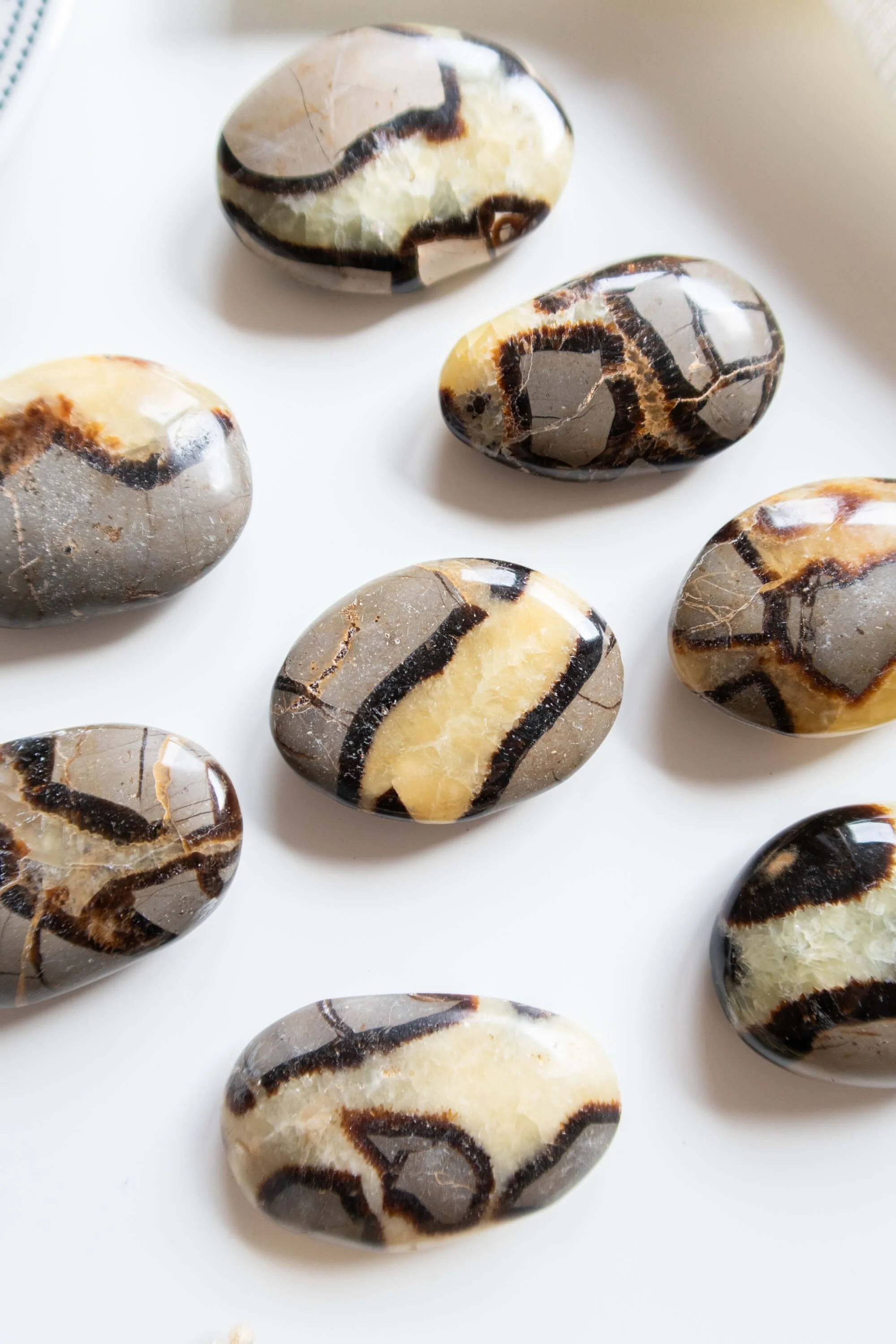 palm-stone-di-septaria (3).jpg