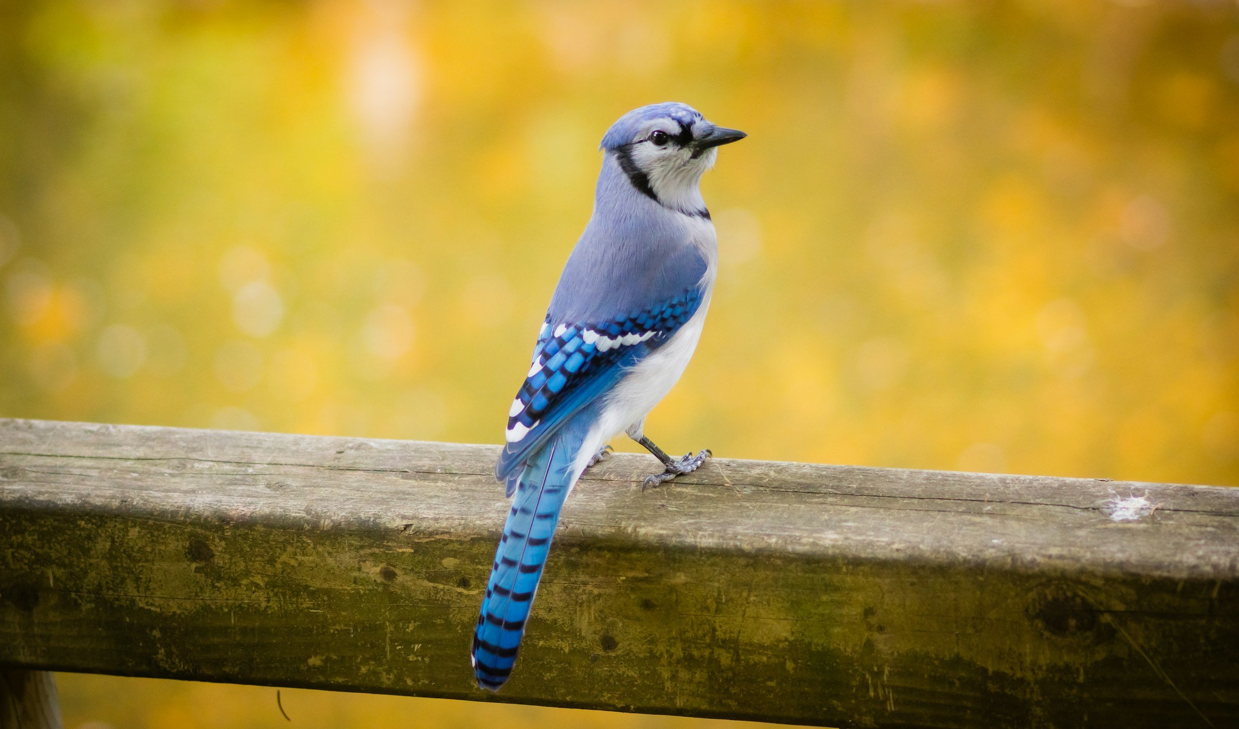 Prophetic Word: Creation Is Testifying, Pay Attention to God’s Animals