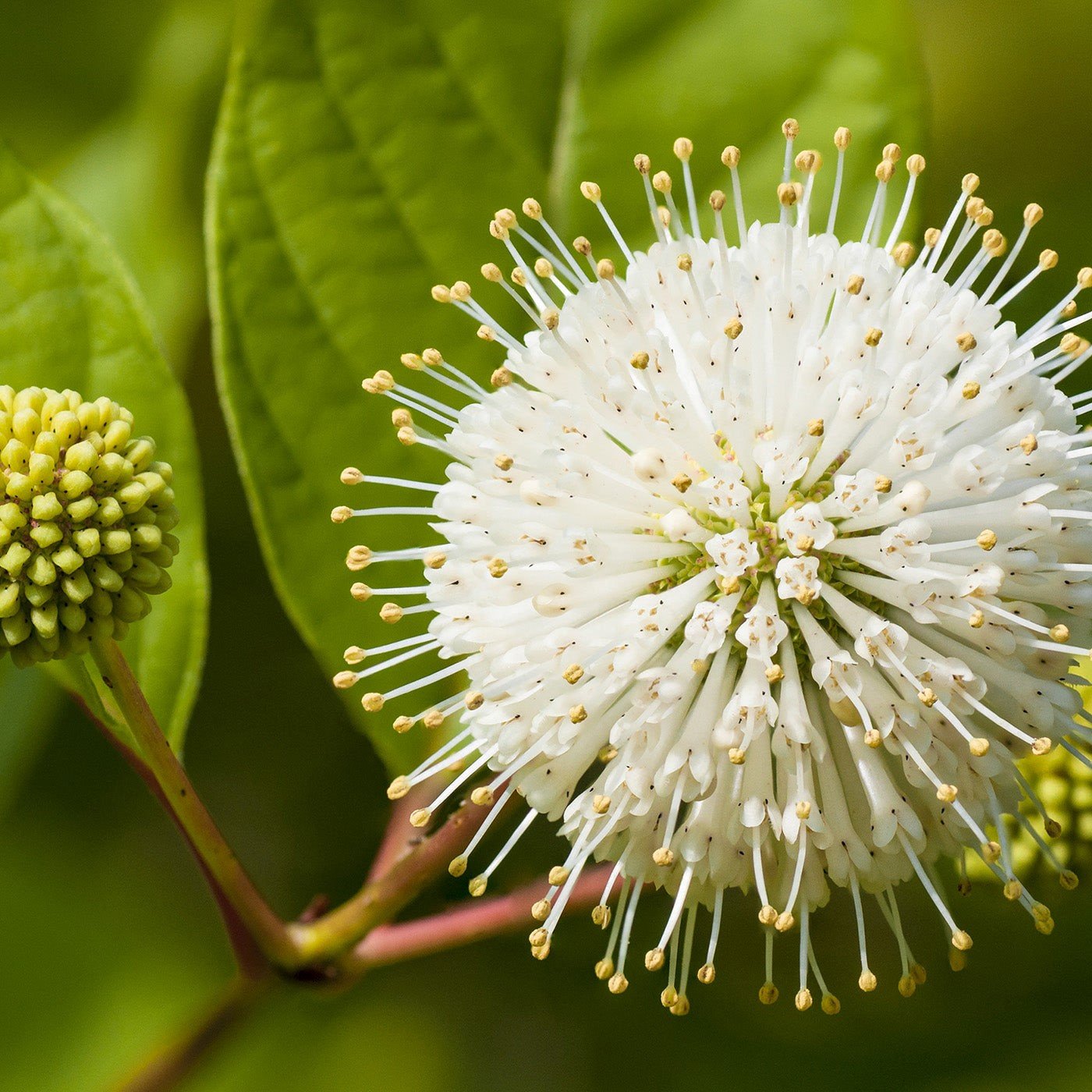 Buttonbush- 3 year seedling